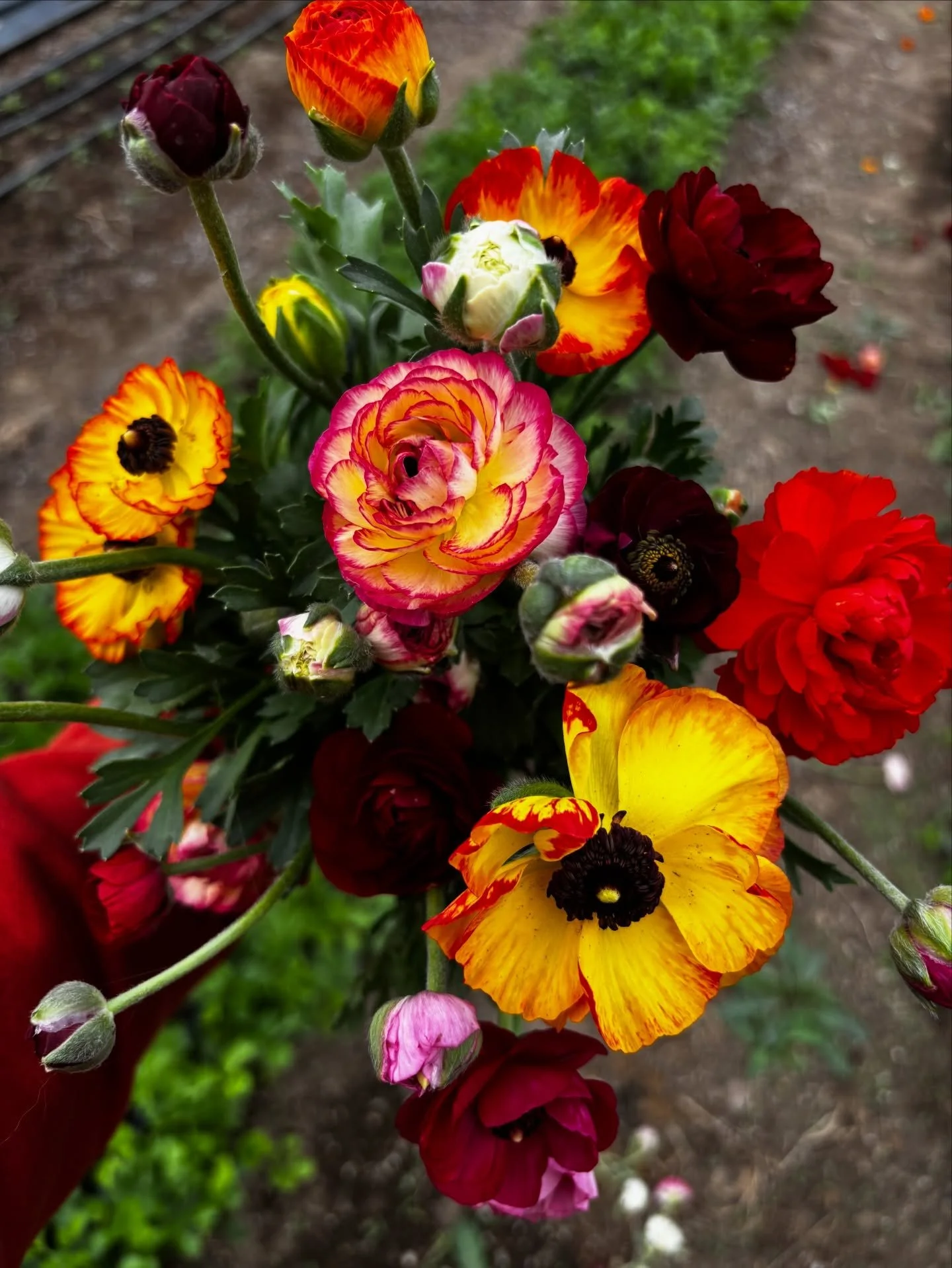 The first of the ranunculus have arrived! We will have mixed bouquets for sale on our Flower Cart this weekend that will include some of our farm grown tulips and ranunculus along with other vibrant flowers 💛 Open on Saturday at 9am and located at 3