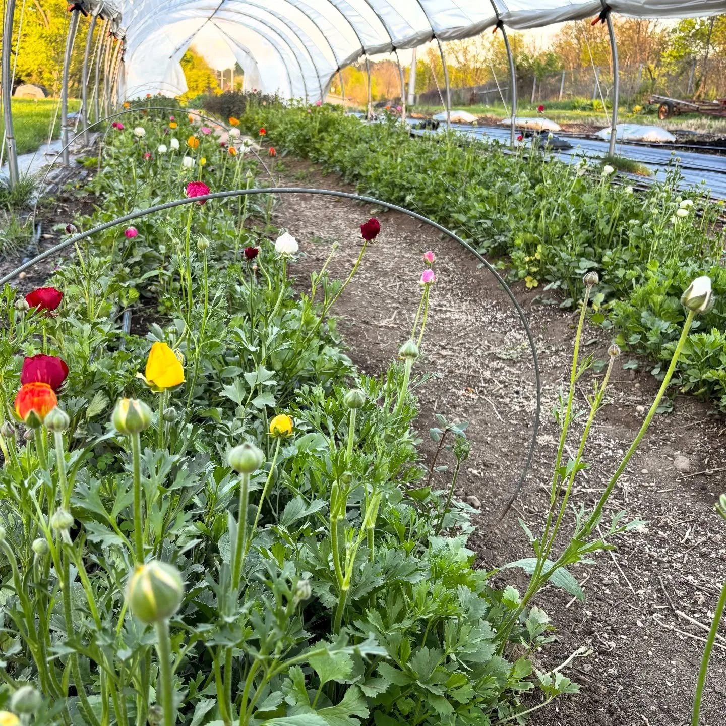 Our Flower Cart will be closed this weekend while we prepare for Mother's Day 🌸 Visit our website to pre-order a colorful spring bouquet for the mom in your life by Thursday, May 7th. The ranunculus have been loving this cool weather and are about t