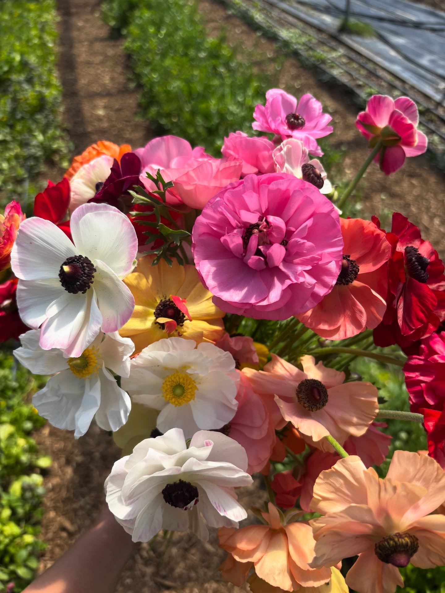 The first of the peonies and lots of ranunculus will be in the mixed bouquets this weekend on our Flower Cart 🌸 Open at 9am on Saturday &amp; Sunday and located at 3064 Woodland Road, Akron, OH 44312