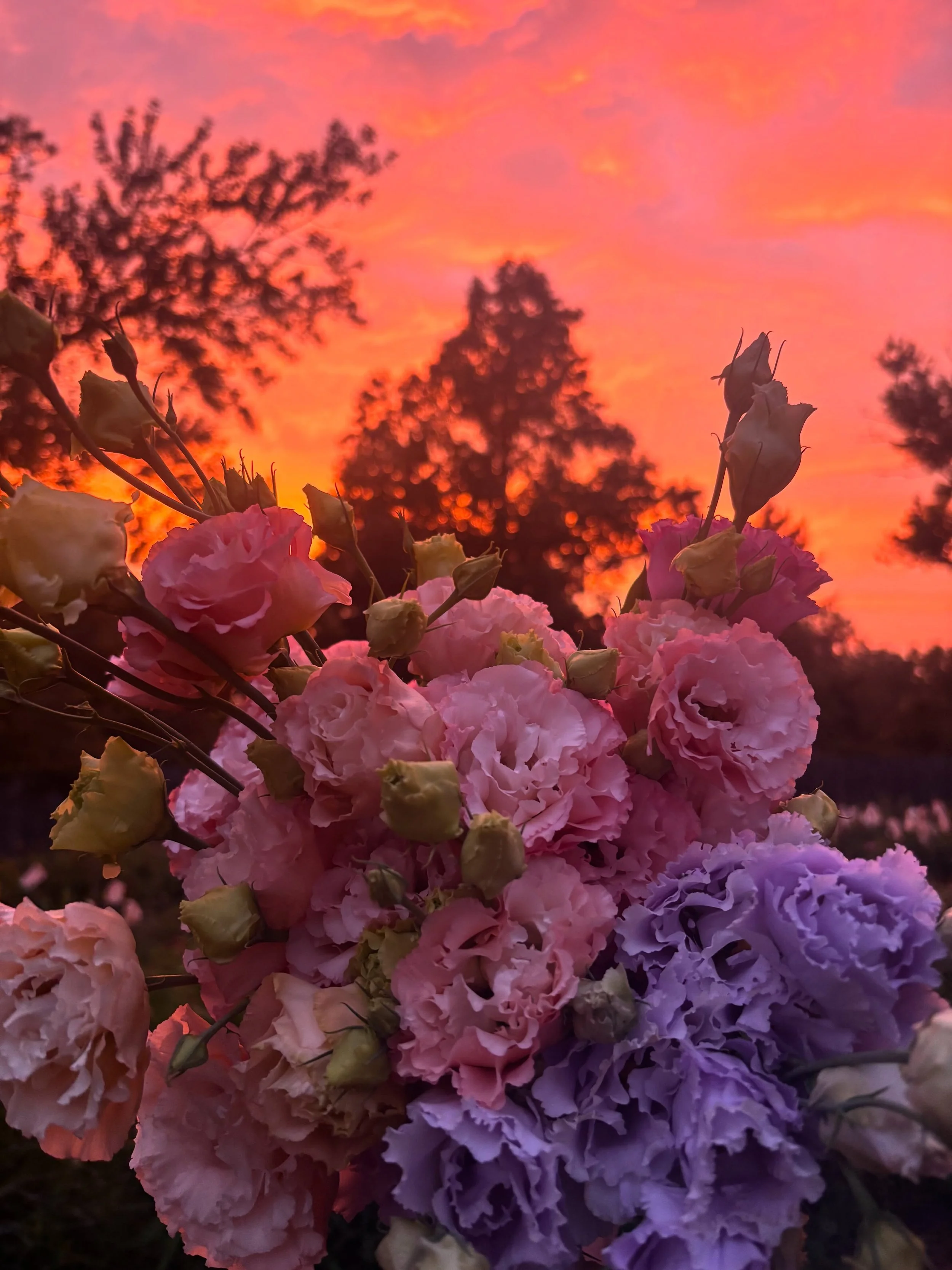 Harvesting at sunset is my favorite, especially when the flowers match the sky like tonight 🌅 Tomorrow is the last week for Summer Flower Shares, and we've saved the best for last - lisianthus, NEW green amaranth, celosia, dahlias, &amp; more will b