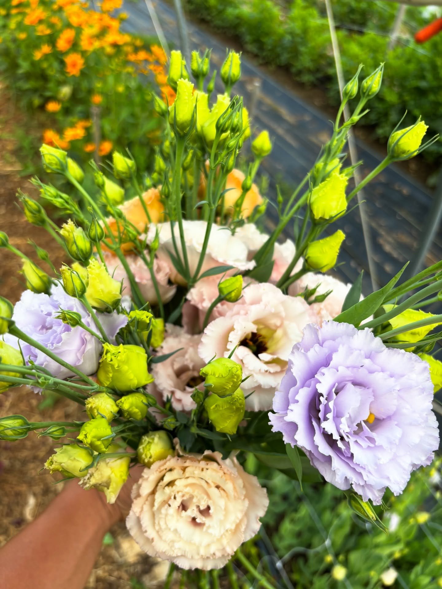 The first of the lisianthus have started to bloom just in time for the fourth week of the Summer Flower Shares tomorrow 💐 We've been working outside till dark nearly every night lately but the farm is looking so magical, it's always such a rewarding
