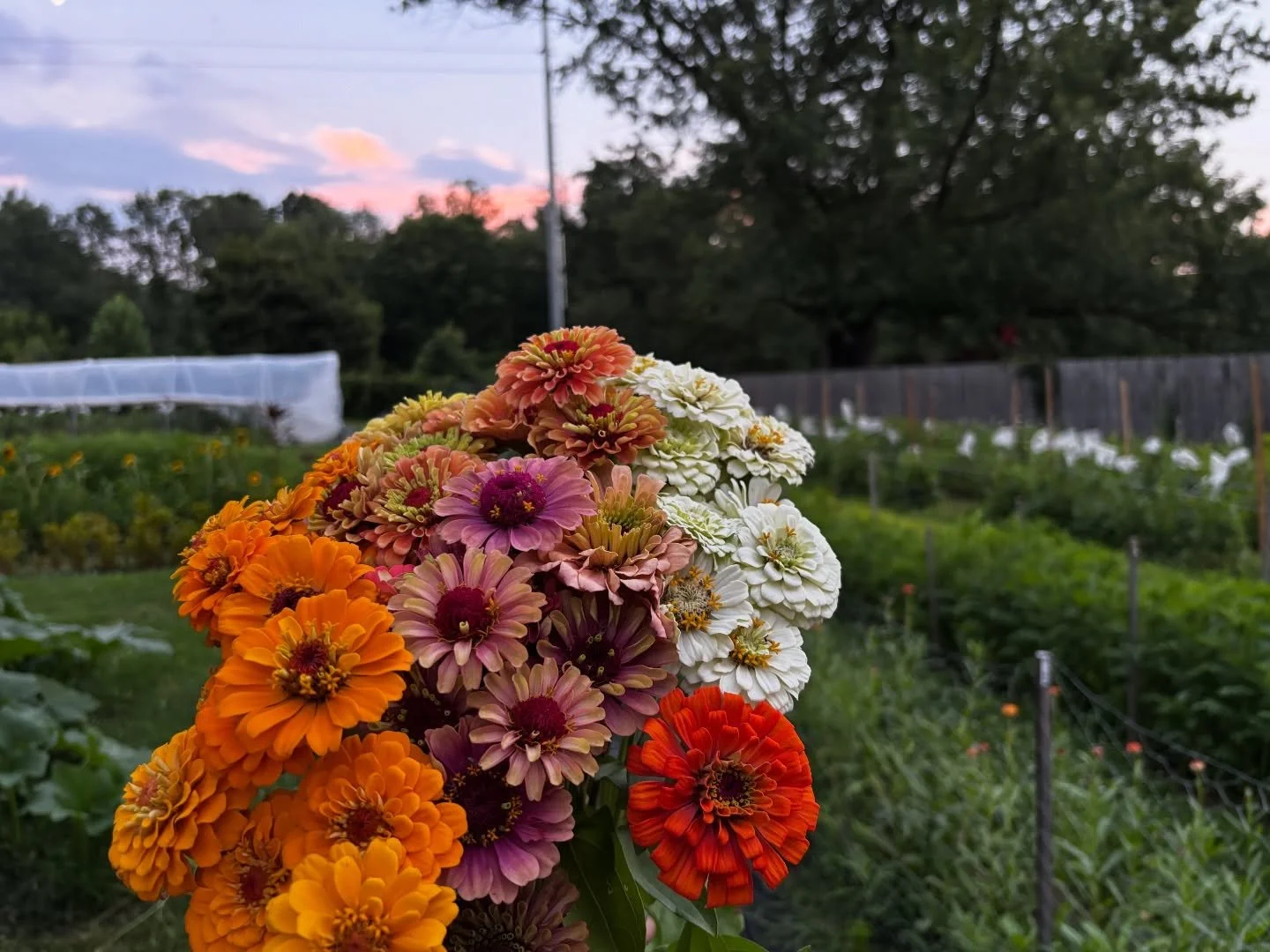 Peak zinnia season continues this weekend at the Flower Cart 🌸 I had to use a lot of our farm flowers for tomorrow's wedding so I ordered some extras from my supplier - in addition to our farm grown zinnias, statice, and strawflowers, the bouquets w