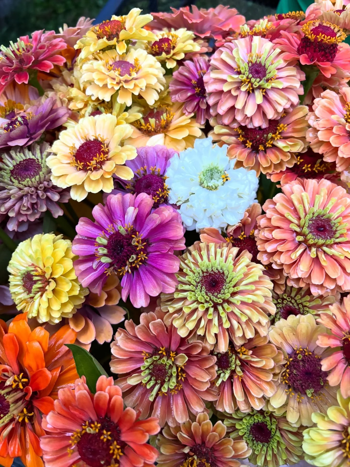 Zinnia season 🌸🌼🌺