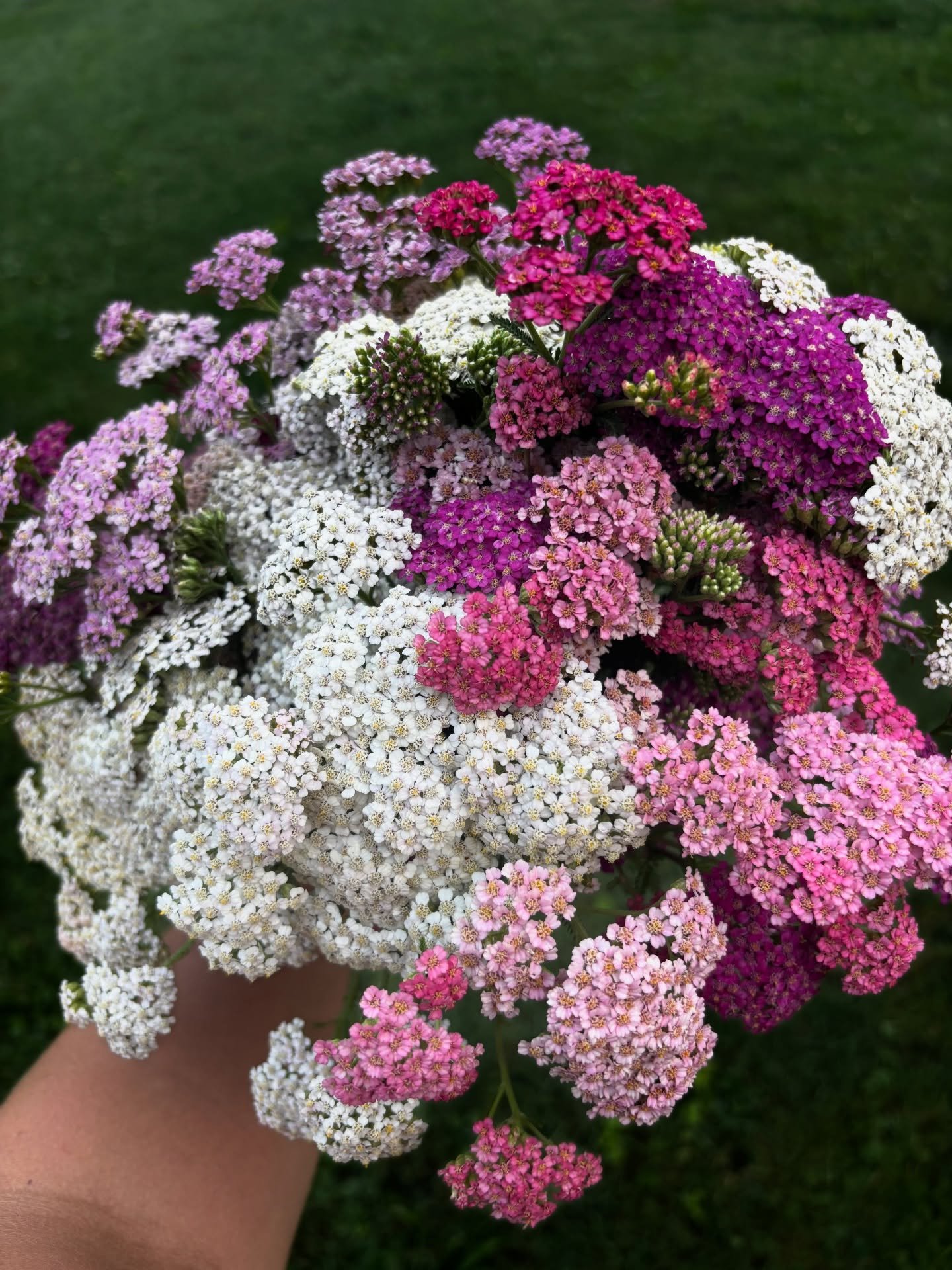 Working on flowers for a good friend's 50th anniversary party tomorrow, and this week I'm officially in my mid-thirties 😱 We spent my birthday swimming at Nelson's Ledges but had to cut the day short due to the dangerous air quality, the Canadian wi