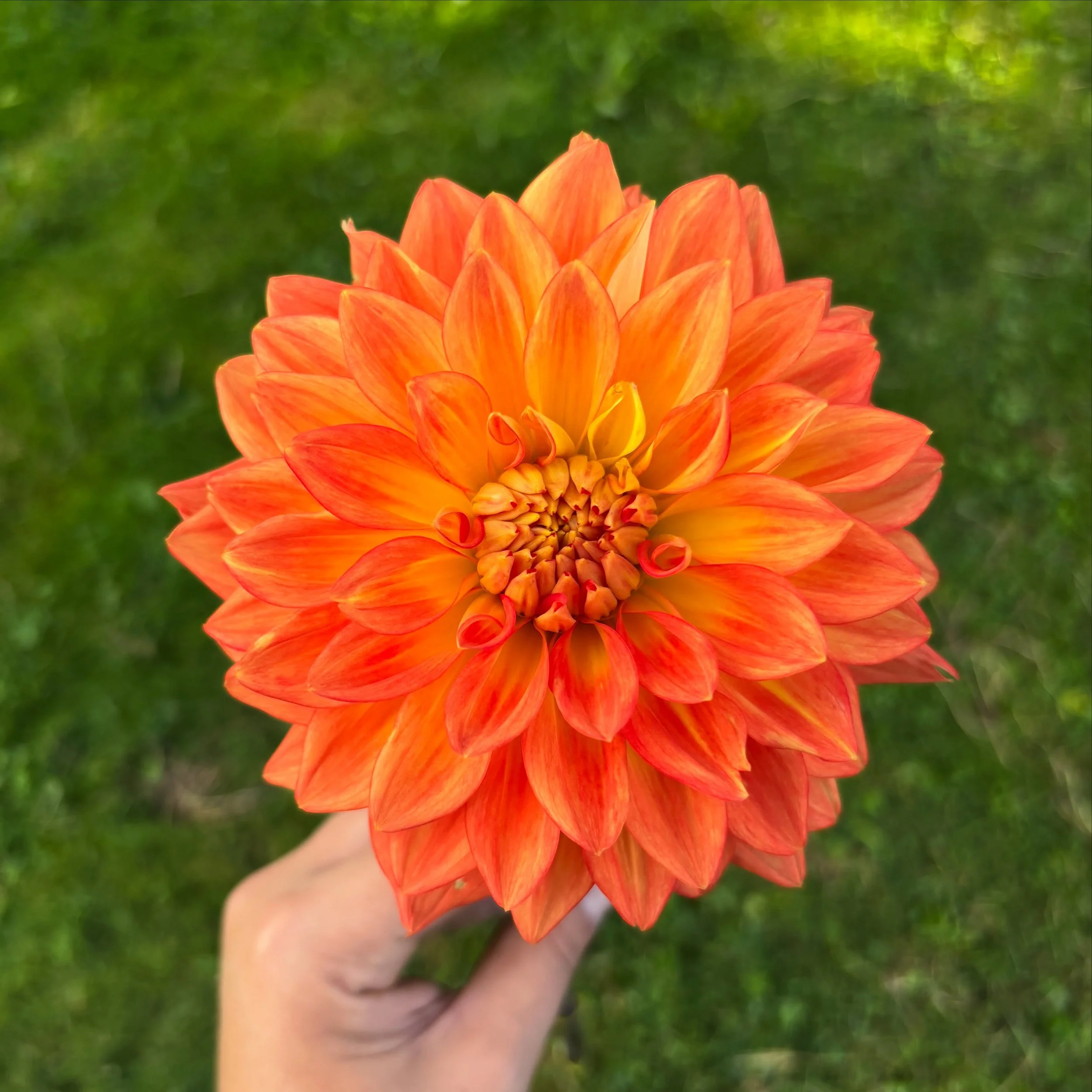 Our Fall Flower Share Program starts tomorrow and we still have a couple spots left if you'd like to join in! Every Wednesday for the next 6 weeks, members will enjoy a fresh bouquet of flowers from our farm including dahlias, celosia, marigolds, ama