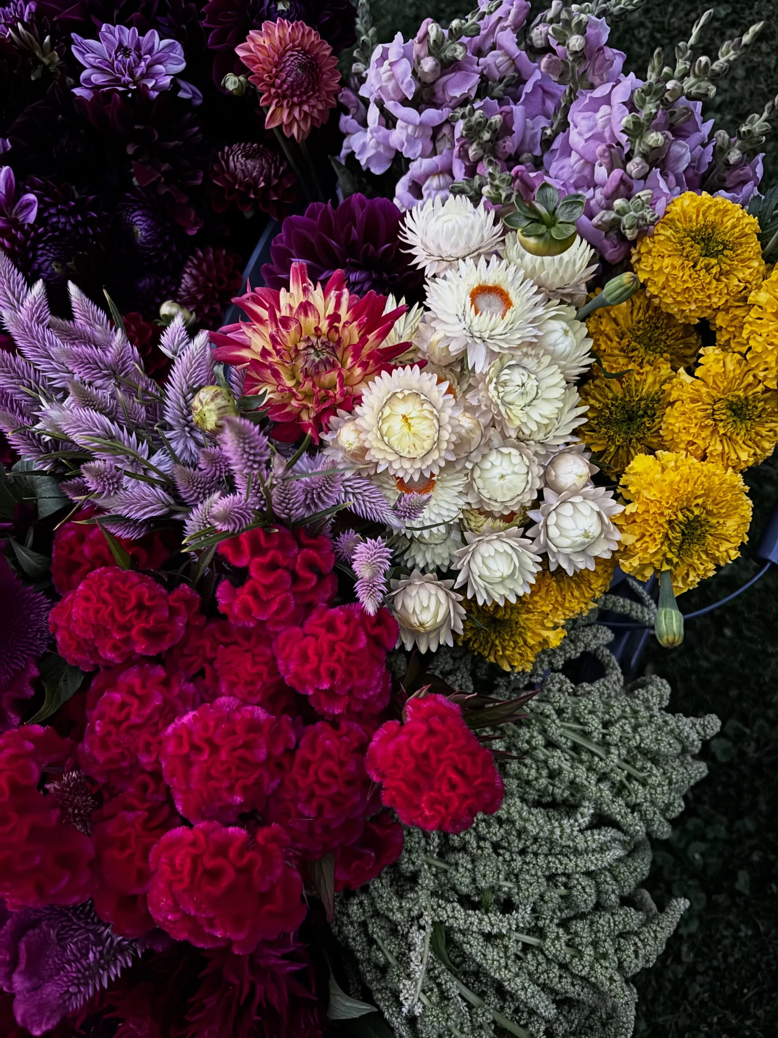 Shades of purple, red, pink, lime green, &amp; lemon yellow for the third week of Fall Flower Share bouquets tomorrow 🪻🌹🌸🌿🌼