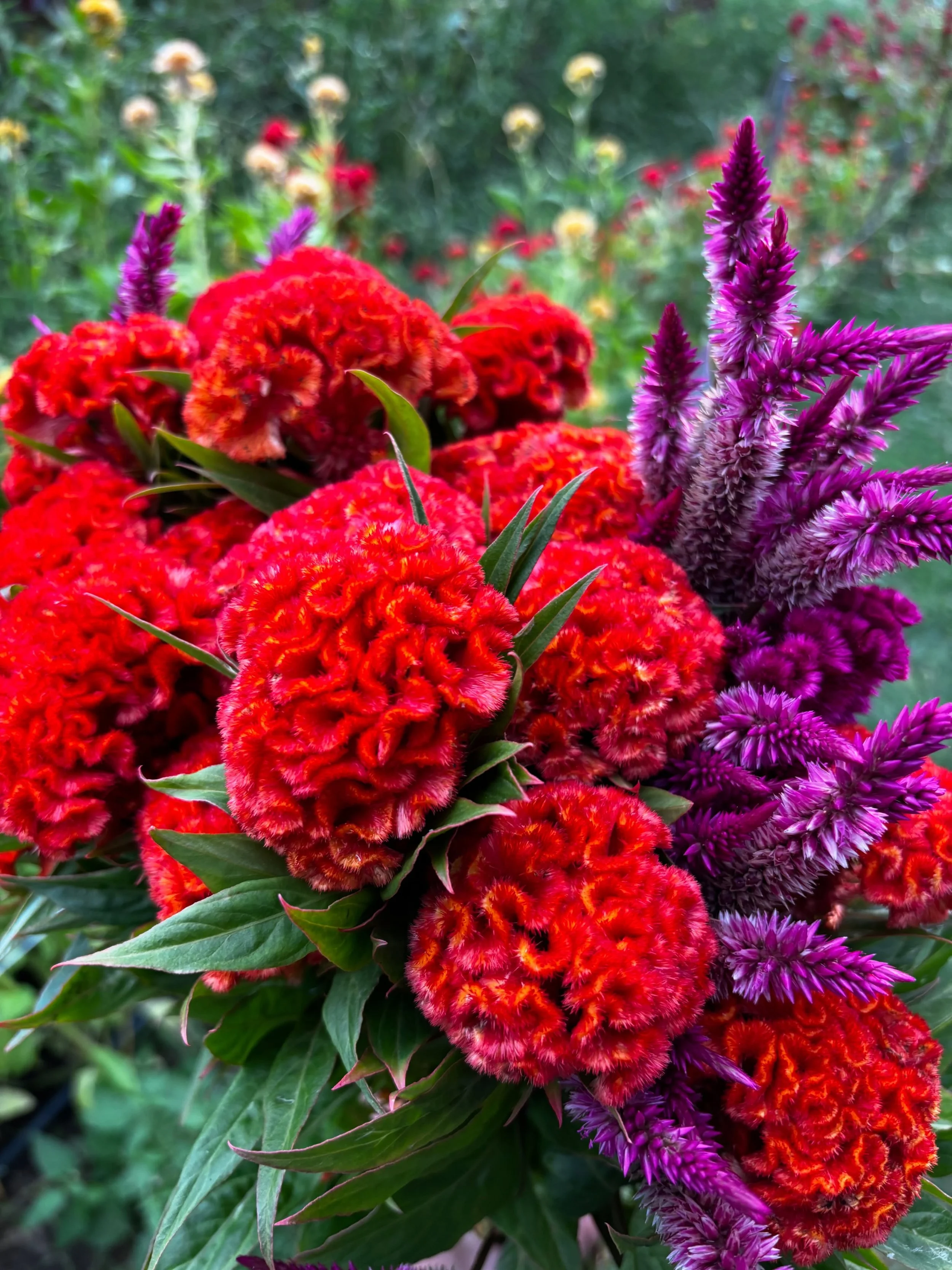 Our surprise gourd plants that grew in the compost this season have been flourishing and we have way more than we could ever need, so this weekend - you get a free gourd with every bouquet purchase! Lots of fall vibes this weekend with dahlias, celos