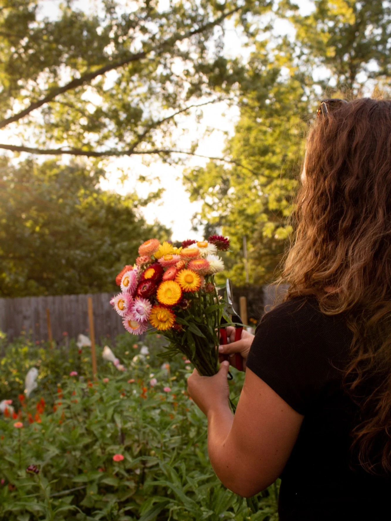 It's been another busy week and I have been working on a big wedding for tomorrow so I didn't get the chance to harvest today - our Flower Cart will be closed tomorrow but we will plan to open on Sunday! Photo credit goes to my talented friend @____a