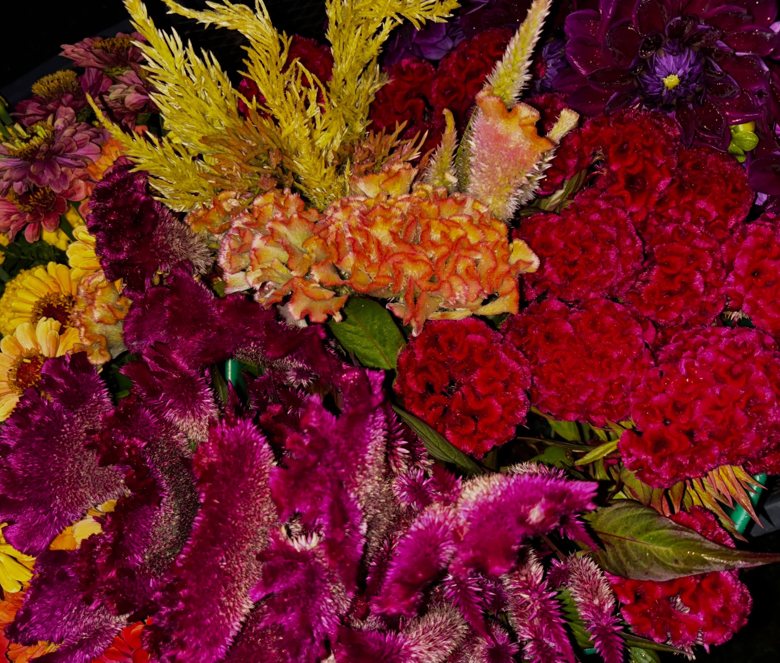 September is always such a bittersweet month as the season starts to wind down and the exhaustion is setting in, but the flowers continue to shine and I'm definitely not ready to say goodbye to them yet 🌺🌼 Our Flower Cart will open at 9am tomorrow 