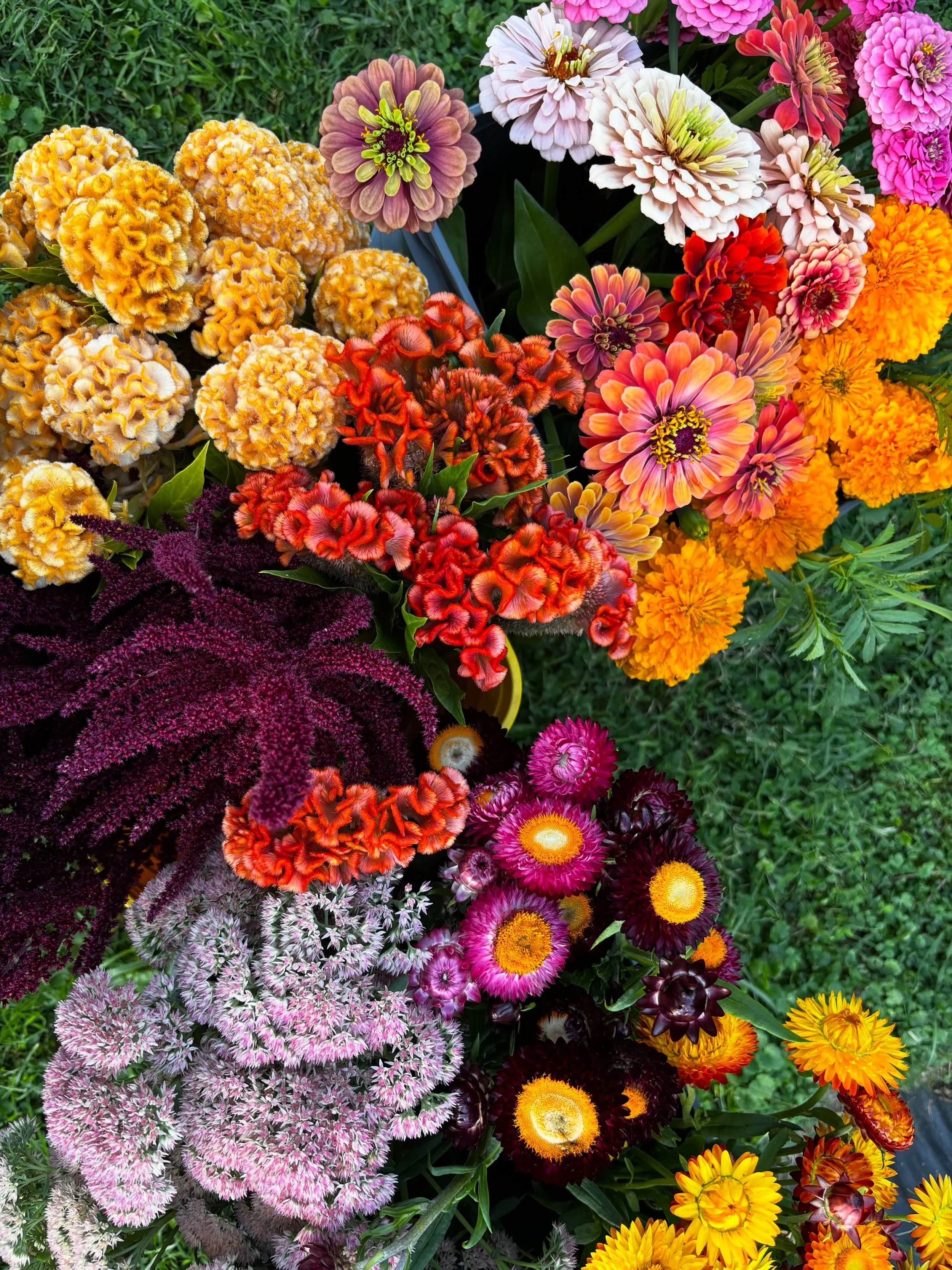 Always my favorite moments on Tuesday evenings when I get to slow down and take a little time to harvest for Flower Share bouquets. Hard to believe tomorrow is already the fifth week - only one more week after that and five weddings to go and it's ti