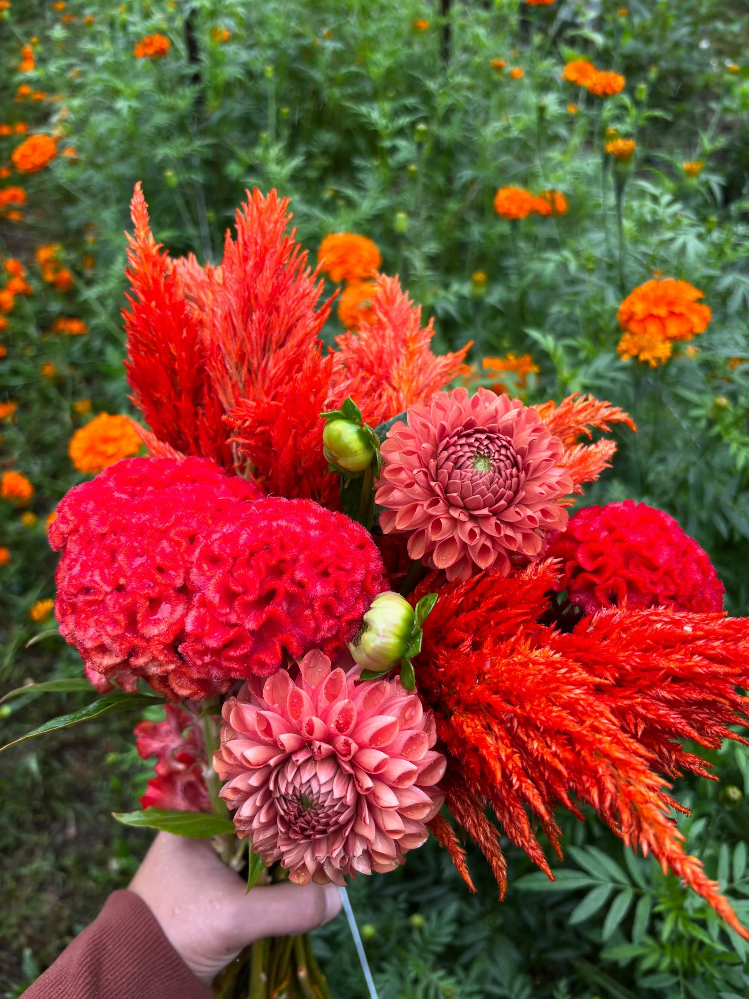 The light is shifting and the days are getting shorter as we enter the official start of the fall season 🍁 Orange is my favorite color so naturally, I always grow lots of orange flowers and autumn is their time to shine 🧡 Tomorrow is the final week