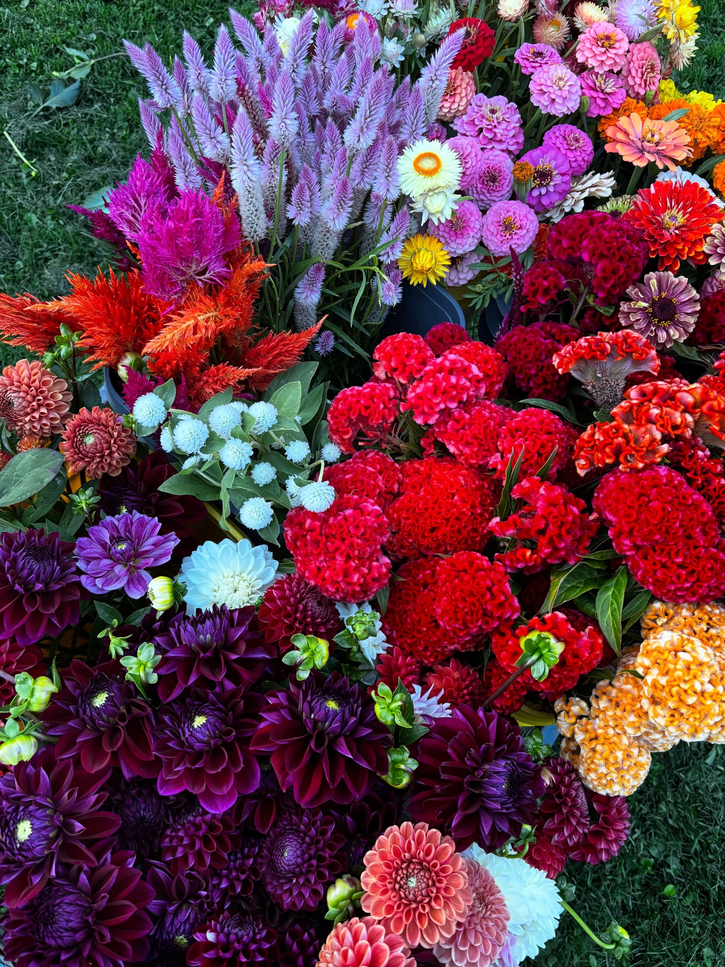 One of the last Friday night harvests 🥹 Our Flower Cart will be open at 9am on Saturday &amp; Sunday 💐 Next week, we will be closed while we design and set up the flowers for our biggest wedding yet, so come out and get these beauties while you sti