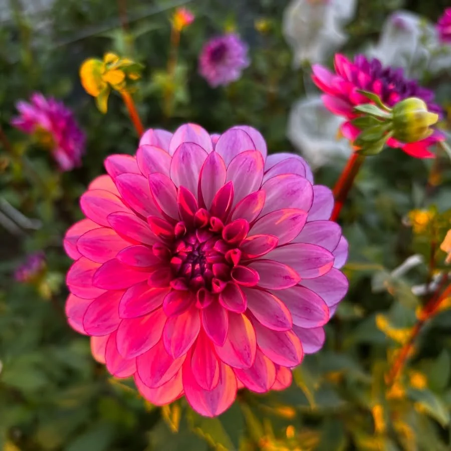 Dahlias continue to bloom like crazy so we will be opening our Flower Cart with dahlia bouquets tomorrow, October 7 from 9am until dusk 🌸 Located at 3064 Woodland Road, Akron, OH 44312