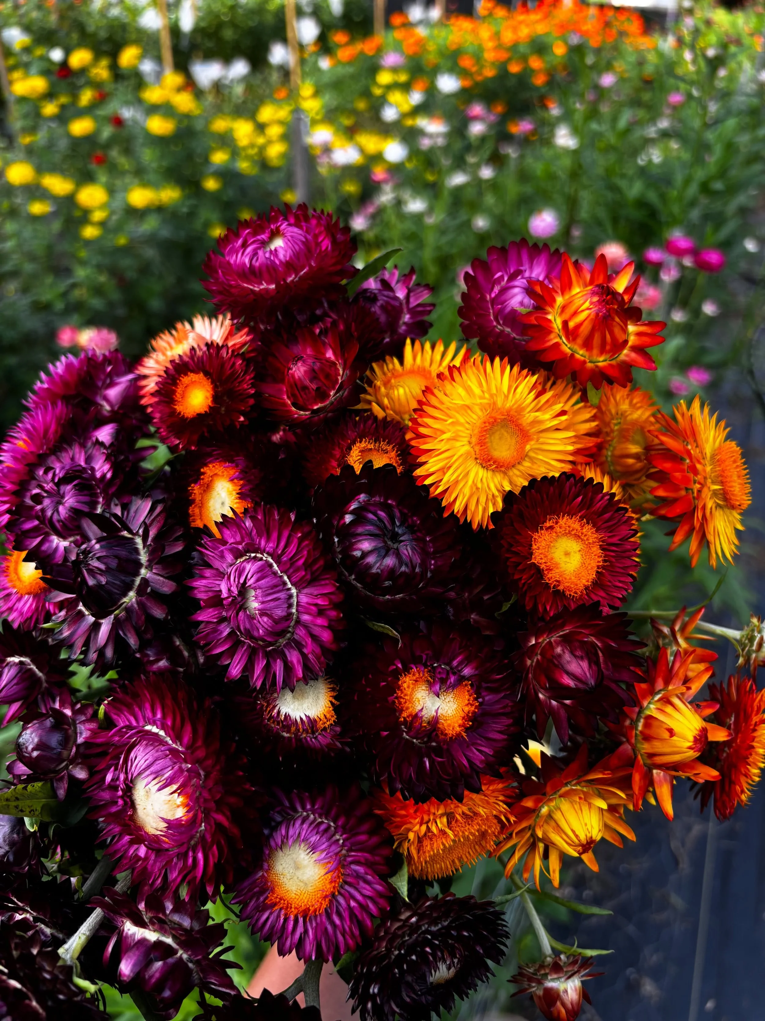 Working on one of our last few weddings of the year and I'm so excited we didn't get a frost yet and I'm able to use lots of flowers from our farm - the bride requested lots of dahlias and vibrant colors and her dreams are about to come true ✨ Our Fl