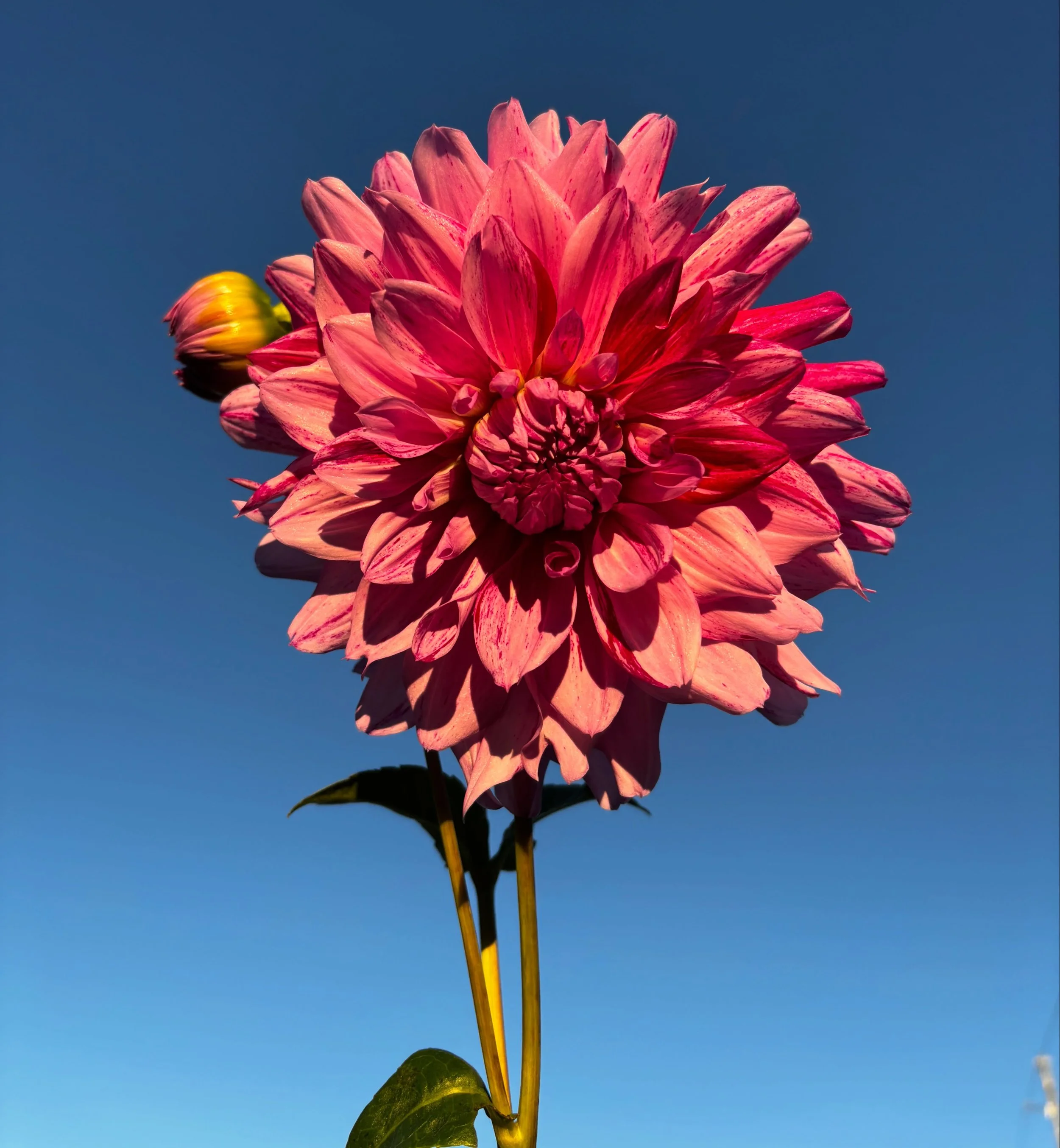 Expecting a frost tonight so we spent the evening cutting as many flowers as possible and enjoying the last few moments of beauty before it all fades. I'll be making lots of bouquets for our last Flower Cart opening of 2026 - we will be open tomorrow