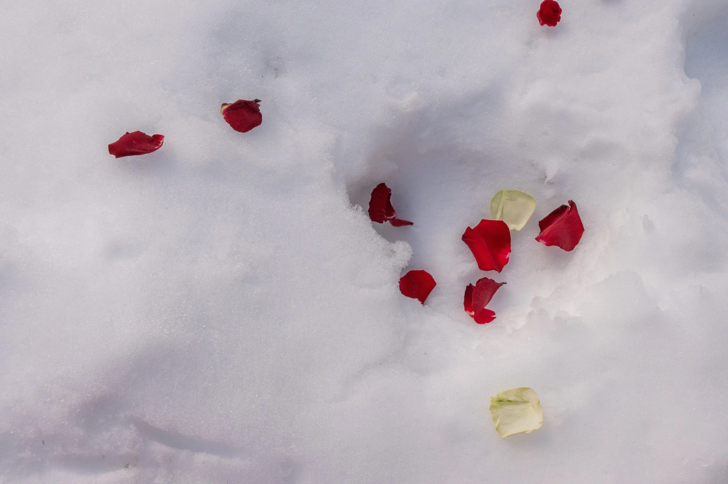 Petals in snow.jpg
