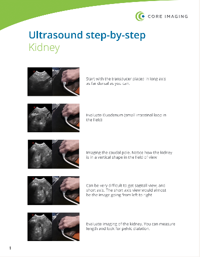 Step-by-Step Ultrasound Guide: Kidney