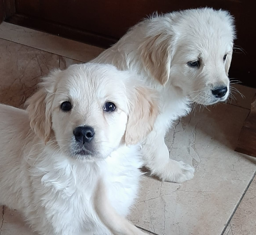 Retriever Puppies On The Loose