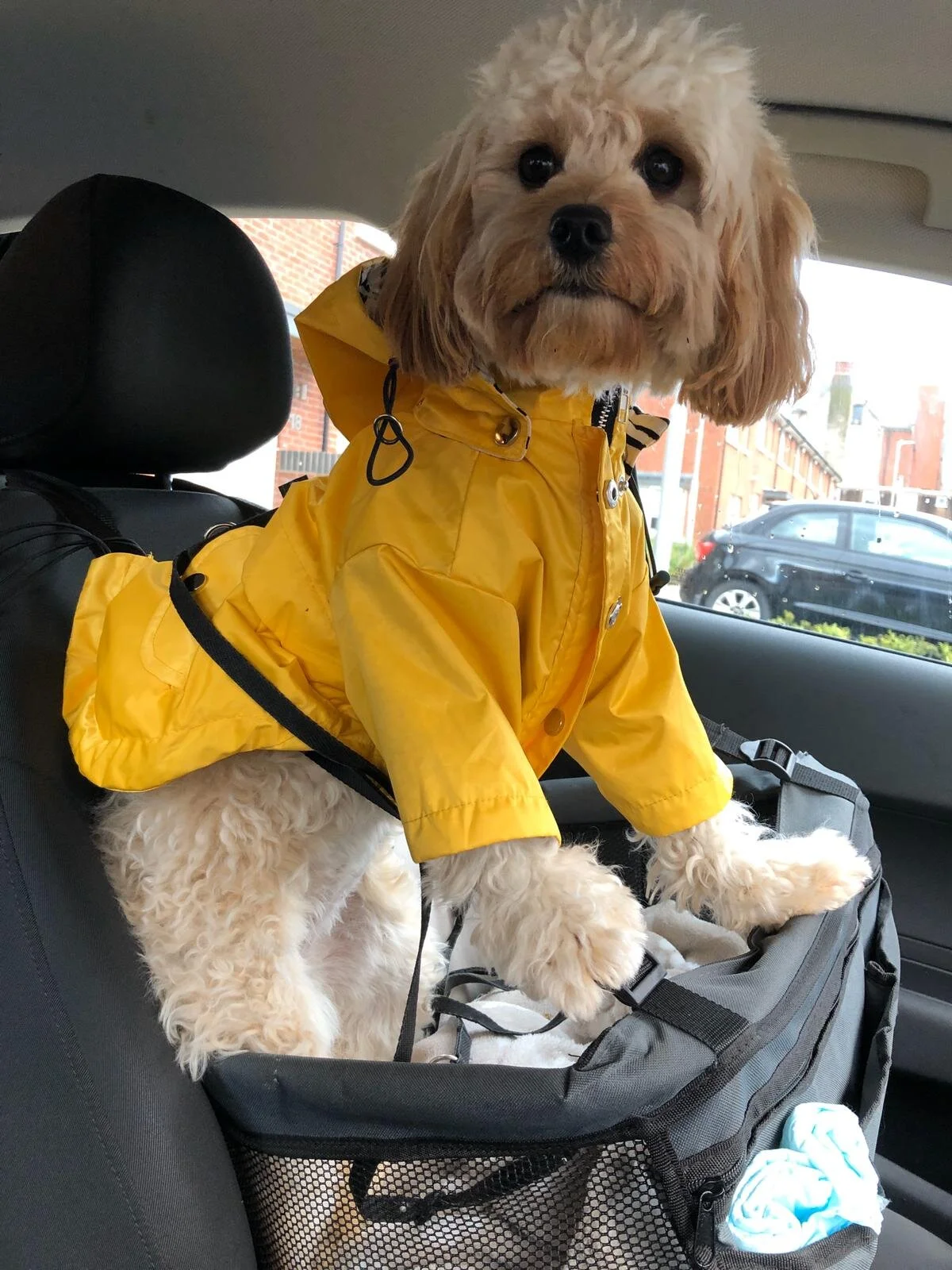 Shopping With a Cavapoo