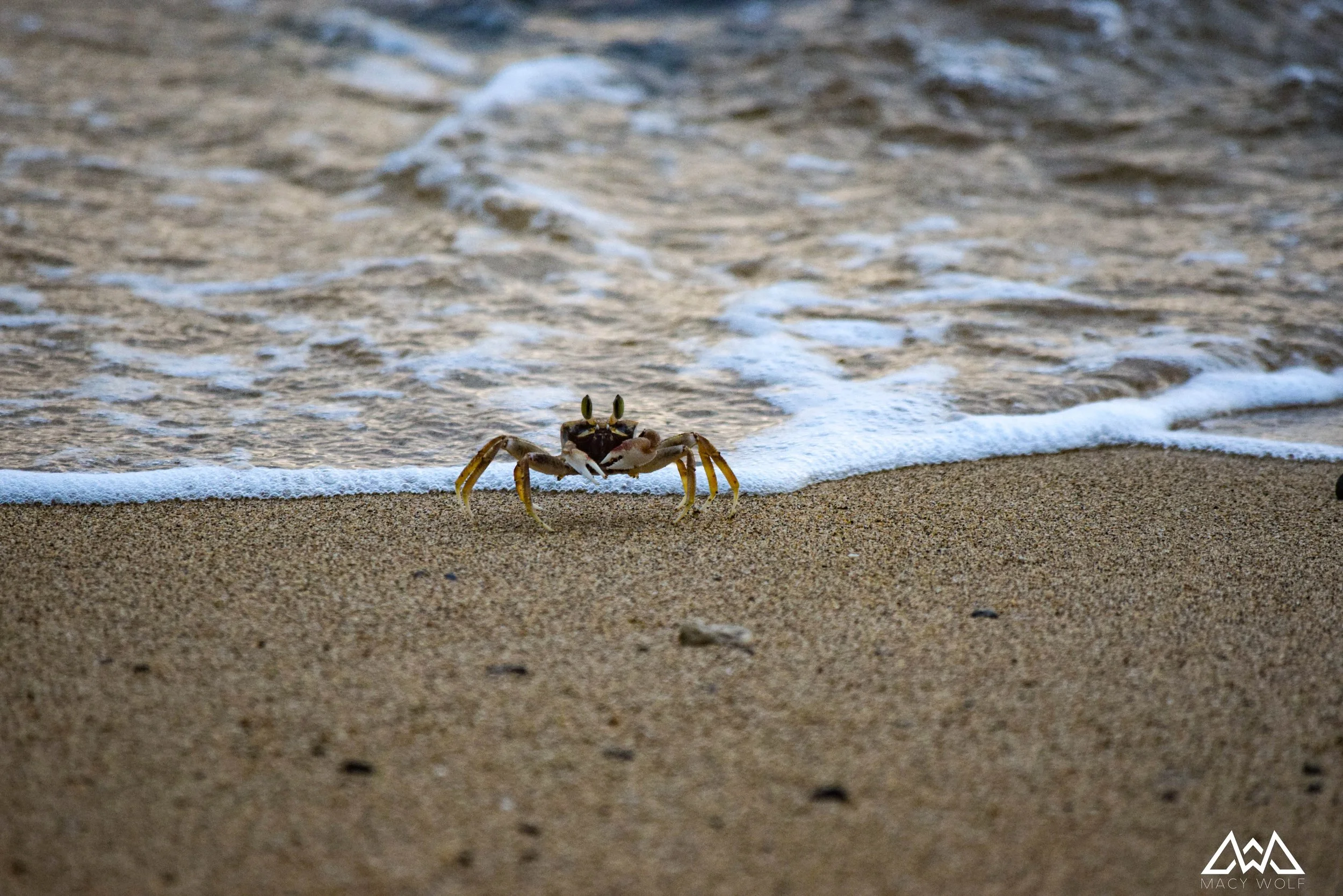 Crabs-4.jpg