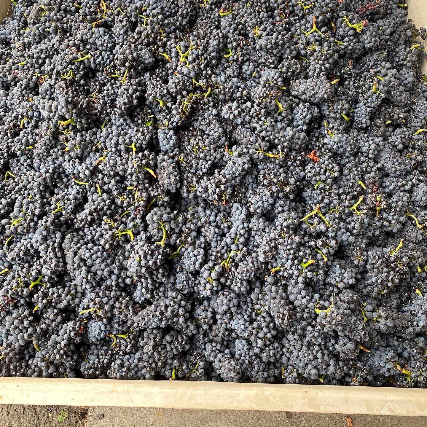 Beautiful Pinot has arrived! 😍