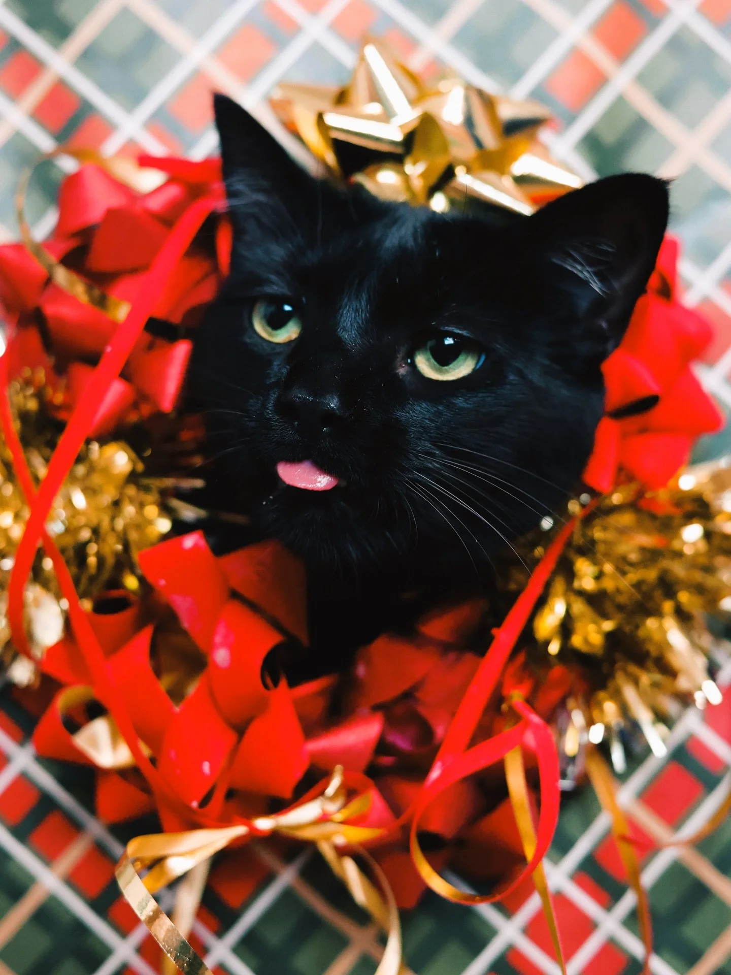 🐾12 days till Santa-paws comes. The cats have been very naughty, and of corse the sweetest beans. Lots of presents and catnip in order. 🥰🐾