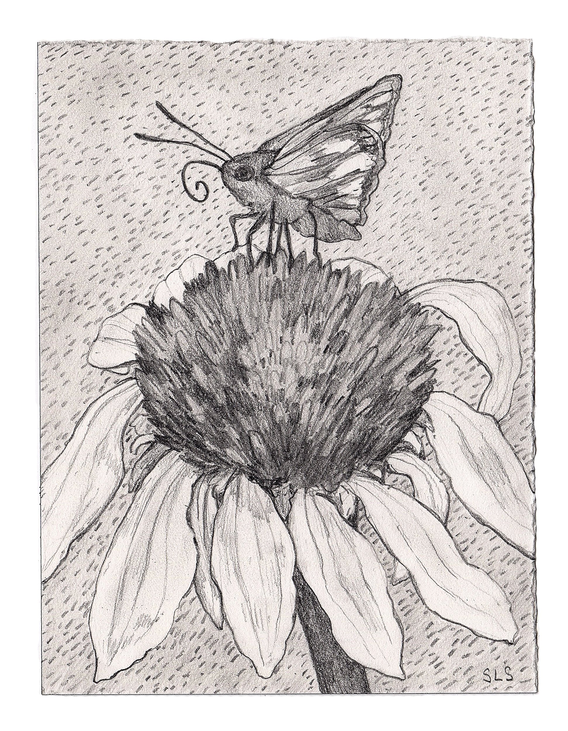 July is for Coneflowers and Skippers