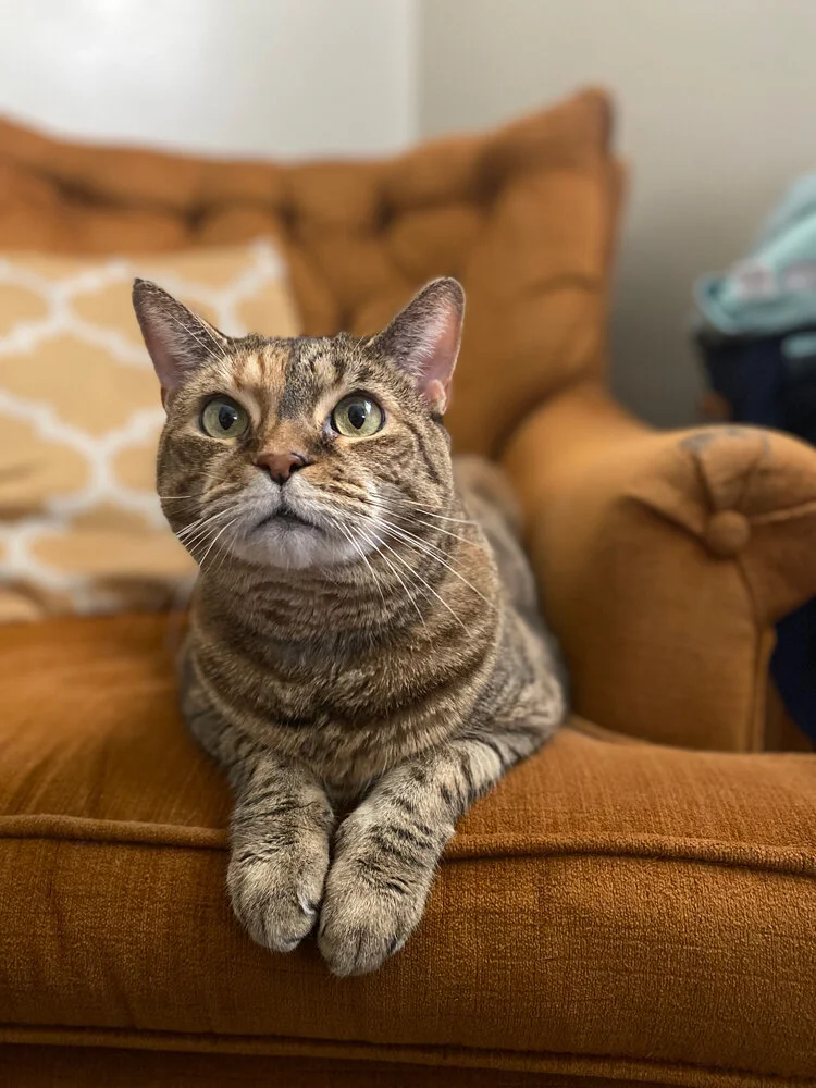 Photo of pet cat named Lucy: a domestic short haired tabby on an orange chair with a yellow pillow.