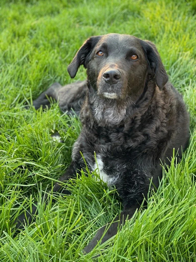 How a YouTube Veterinarian Helped Me Save Money on Vet Bills