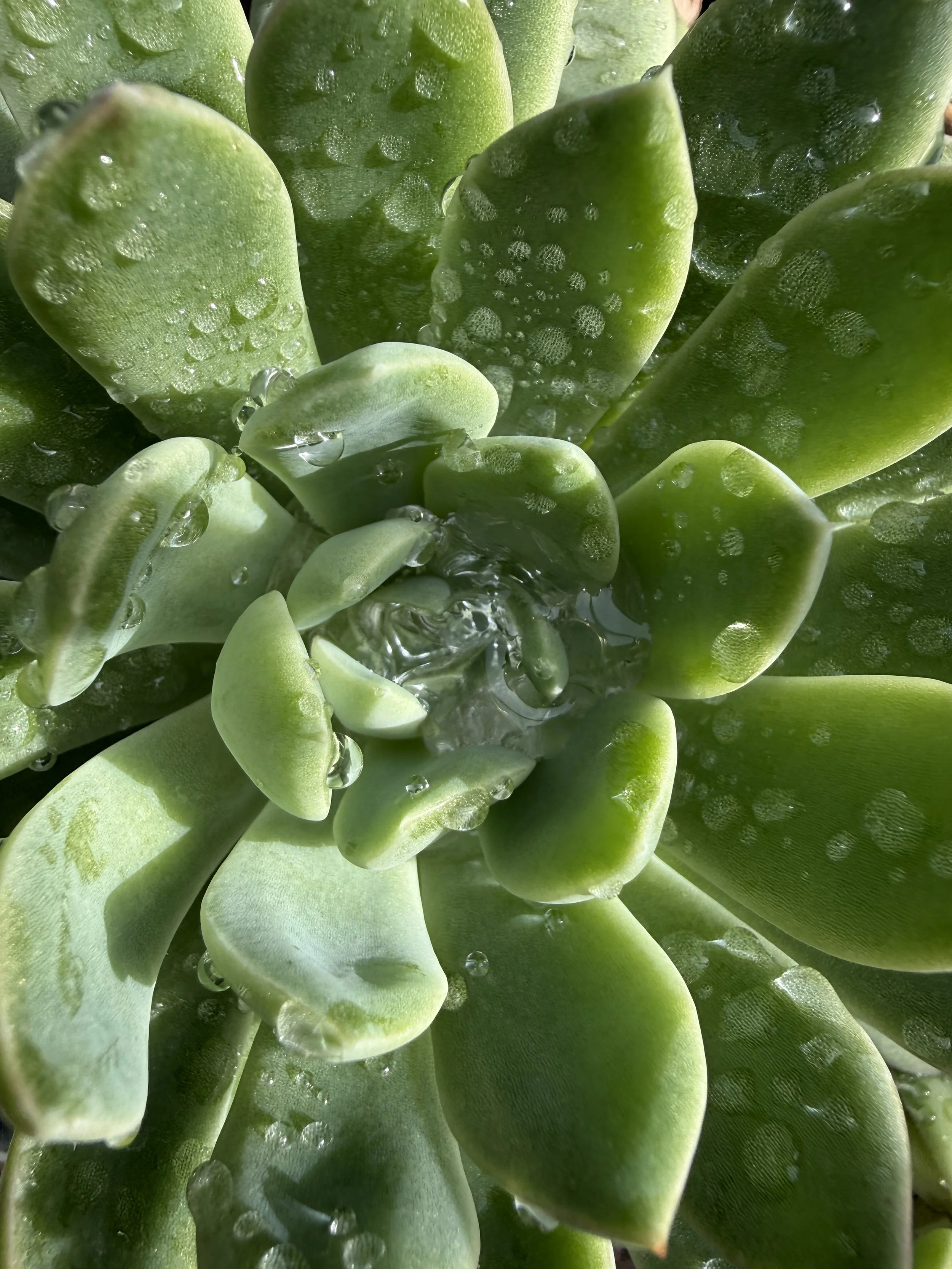 FREE Family Bilingual Yoga w/Juanita