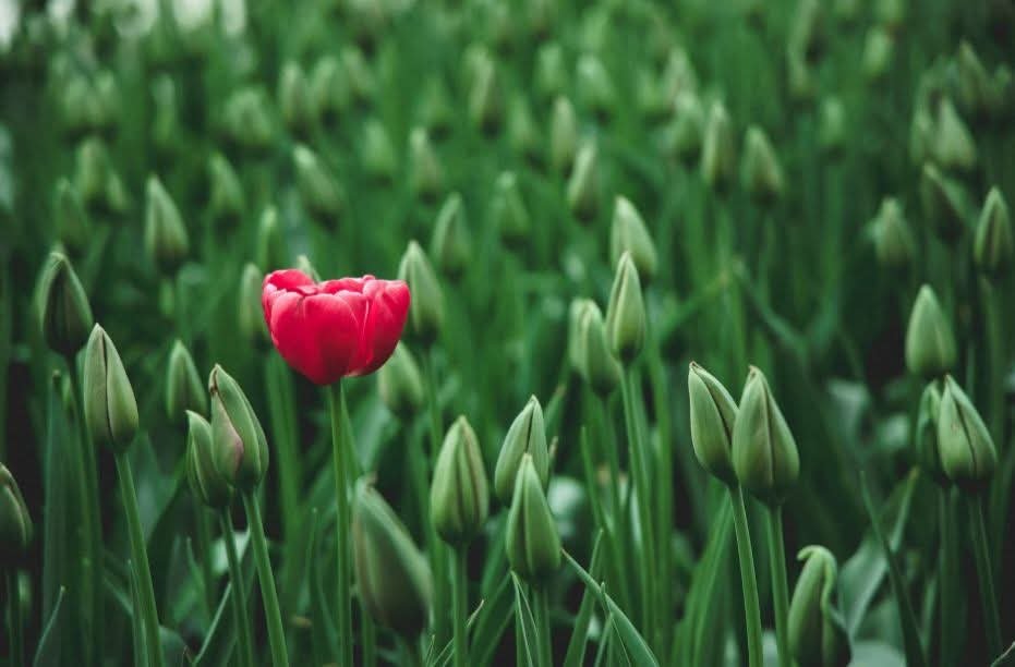 Izključitev iz družine 