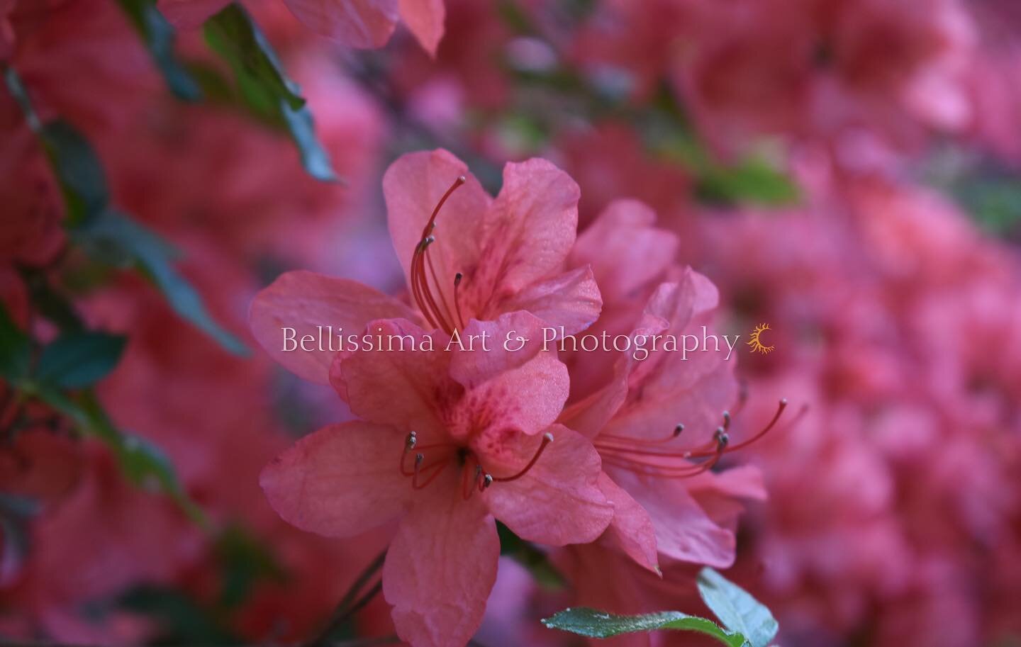 Gentle Elegance Print - Now available on Canvas & on Masks —> Get yours today!! Link in my Bio 
In addition, Now offering a bunch more products just in time for the holidays! Dont miss out, check it out @ bellissimaartphotography.com
#a