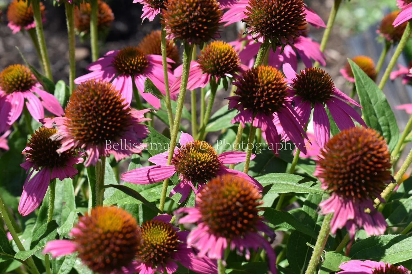 Give the gift of thanks, Echinacea Accessory 8 x 6 Pouch, for your every need! Pretty, fun, & fashionable way to keep your belongings together or to share as a gift! Check it out at 
https://www.bellissimaartphotography.com/shop/p/echinacea
 
Hap