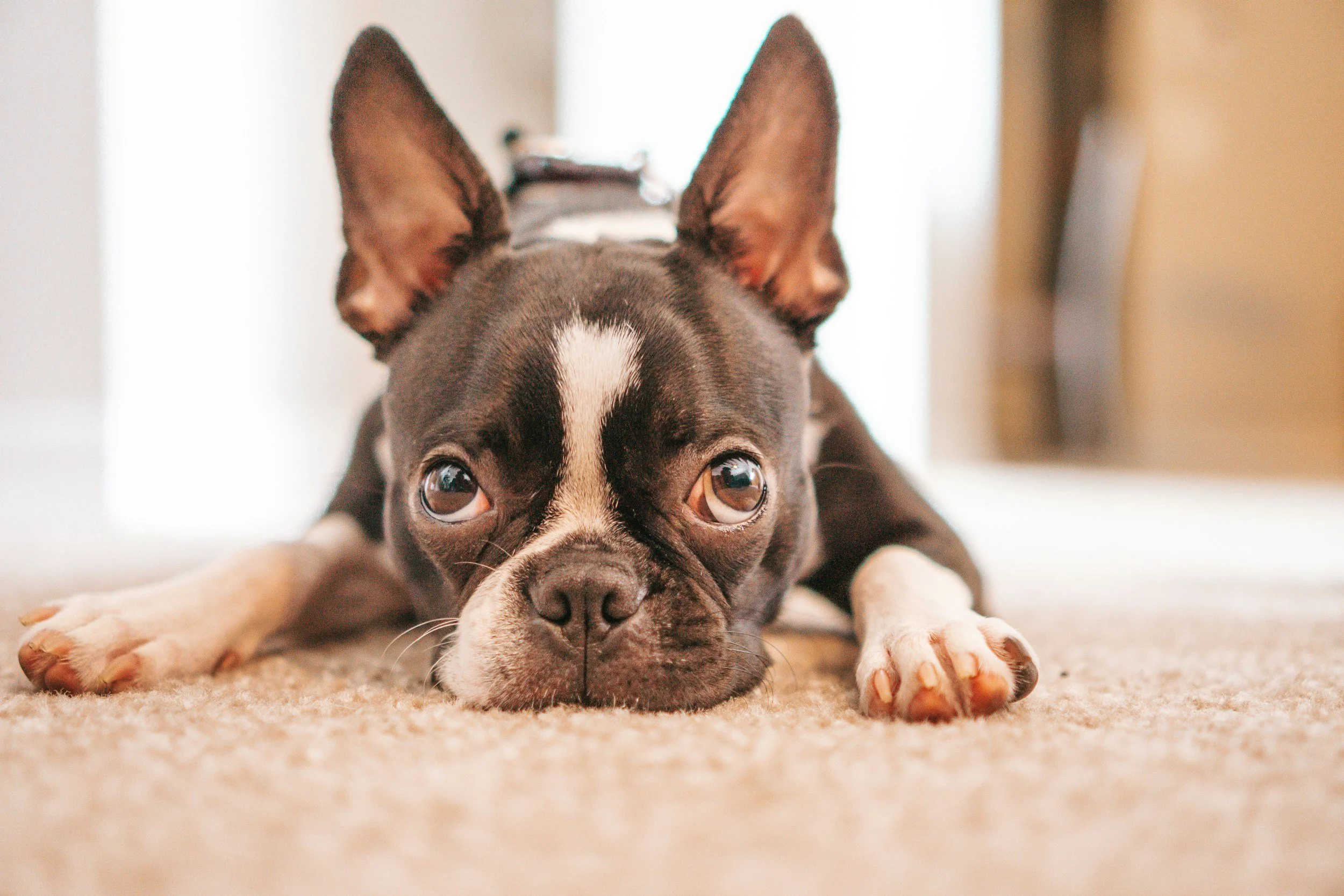 Grieving a Pet: How to Honor Big Love and Deep Loss in a World That Doesn’t Get It