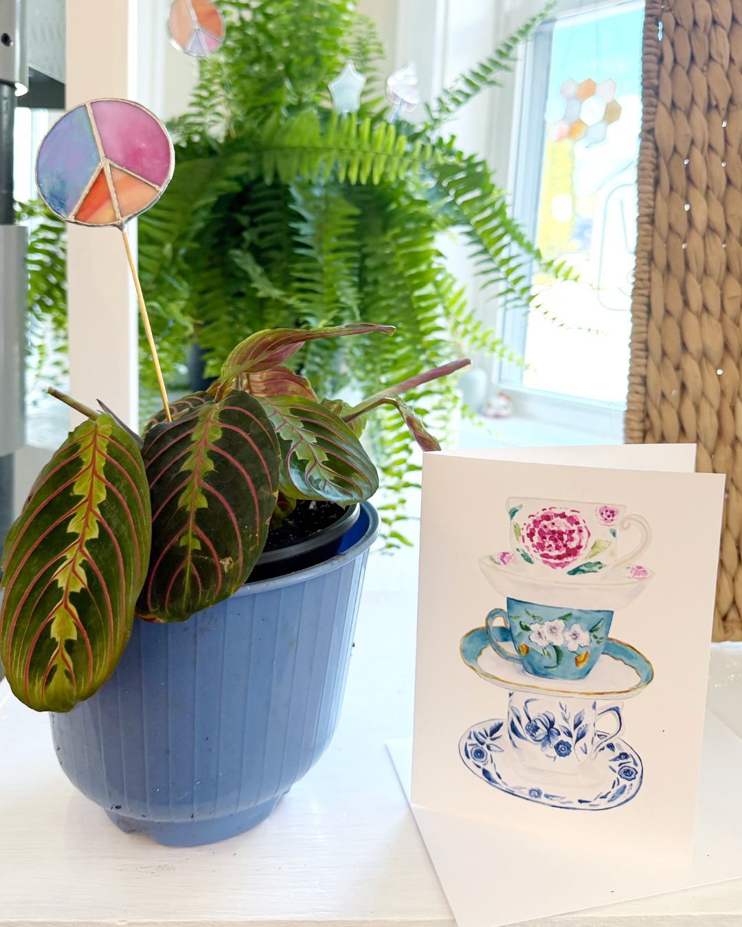 Red Maranta Prayer Plant Gift Bundle