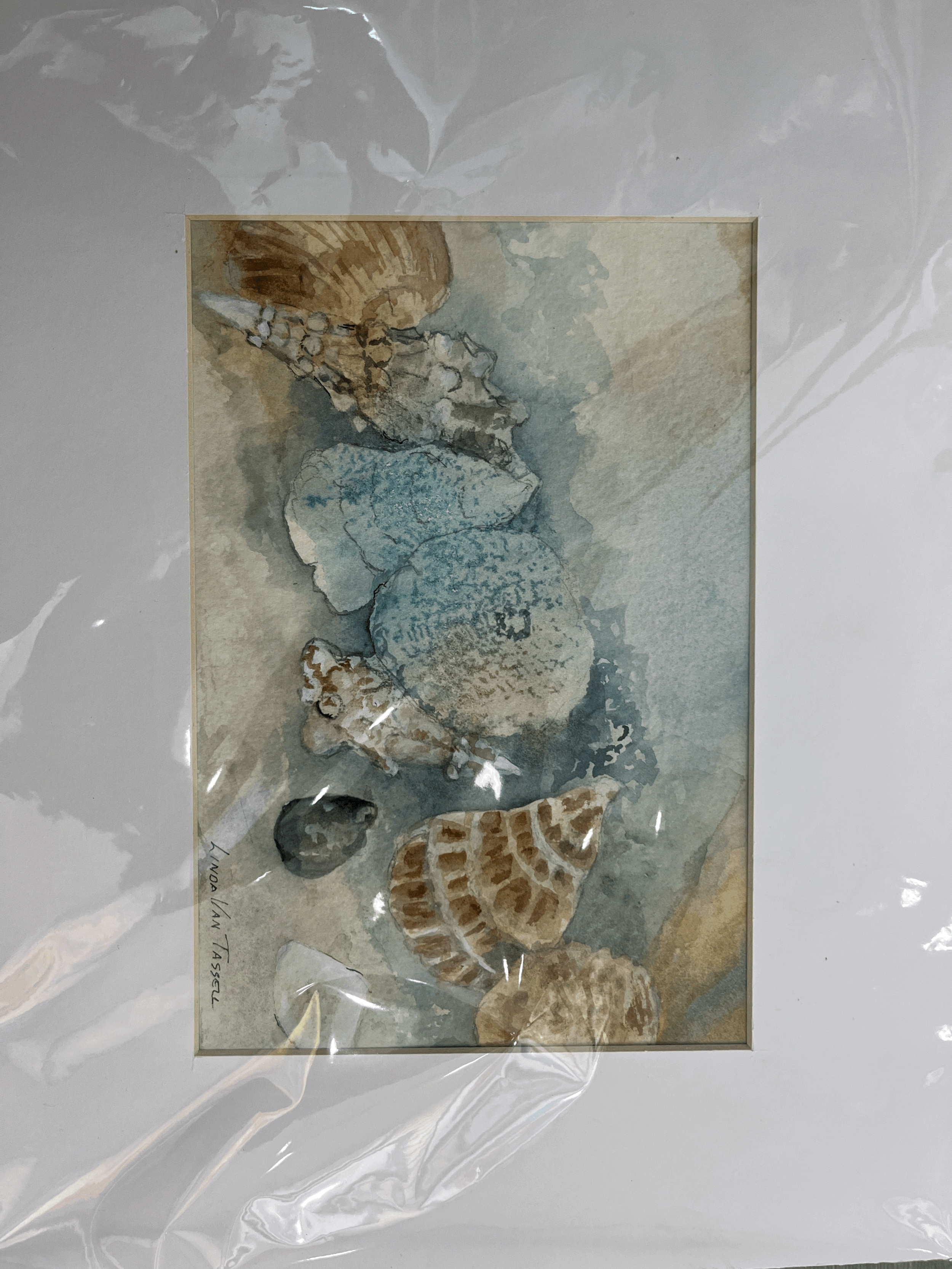 Seashells on the Seashore by Linda Van Tassell