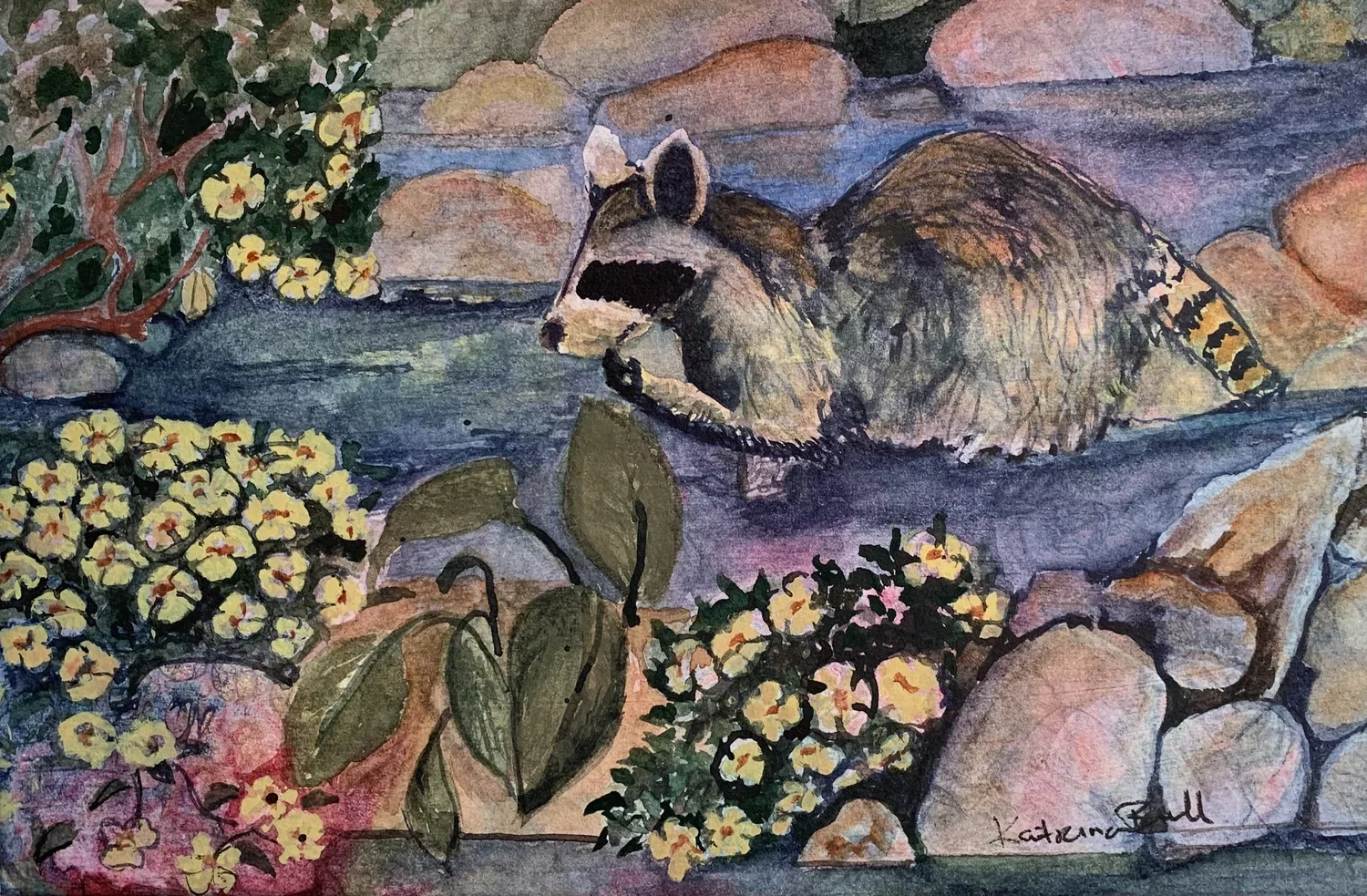 Racoon