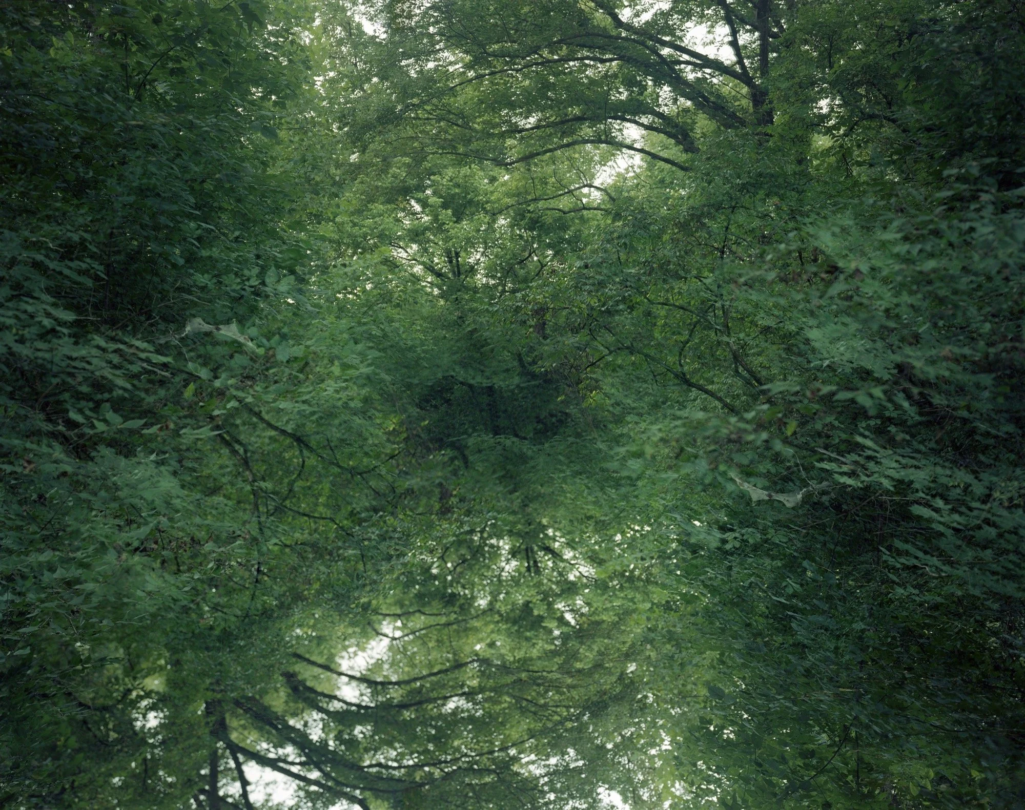 Caroline Allison 
 Brown's Creek , 2021 
Archival pigment print 
36 x 46 inches, Ed of 5 
60 x 72 inches, Ed of 3