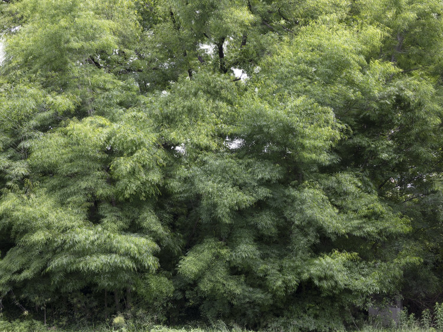 Caroline Allison 
 The Weight of Wind , 2025 
Archival pigment print 
36 x 46 in (91.4 x 116.8 cm) 
IN9634