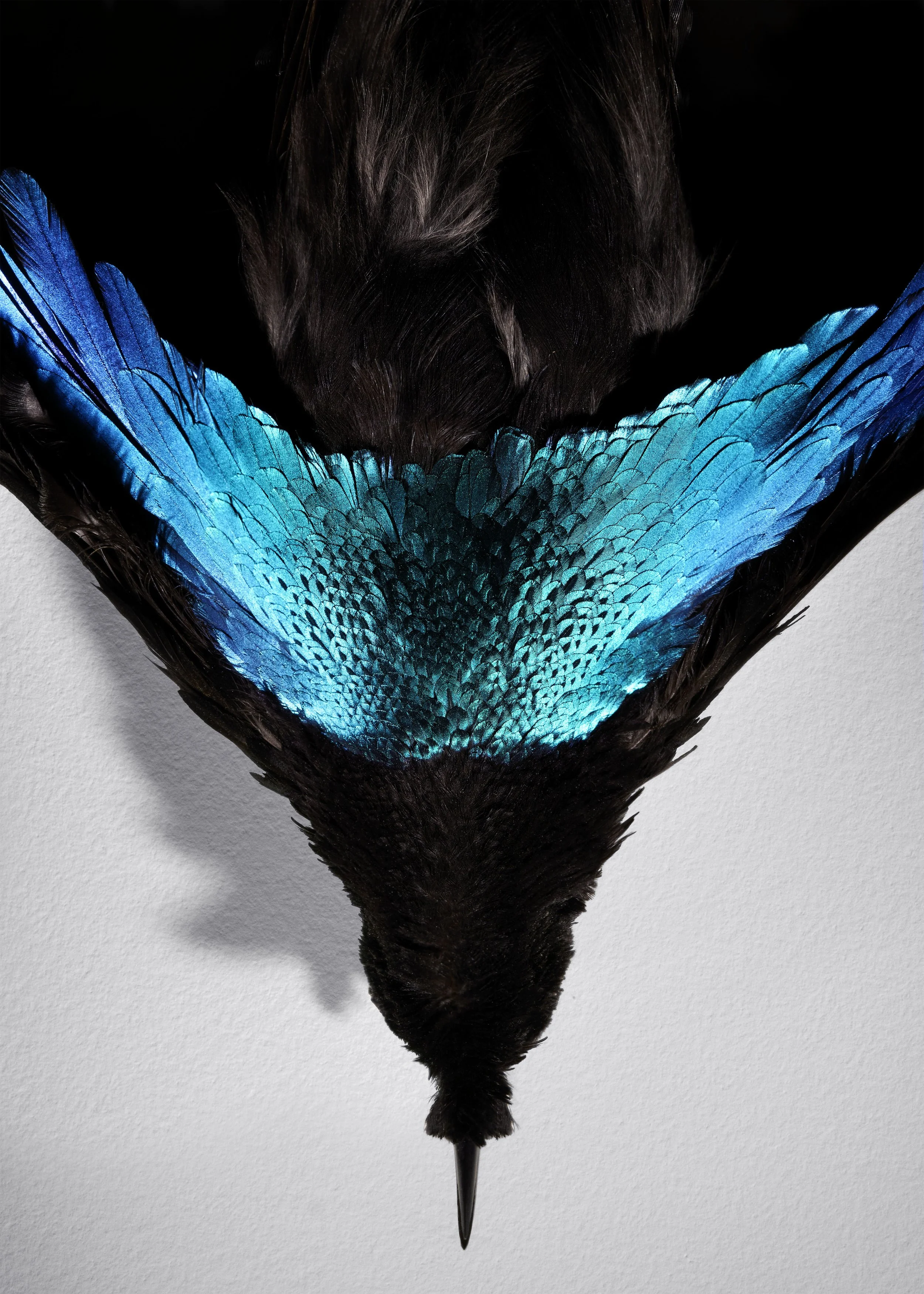 242514-16-002-Ornithology-GreaterLophorina-MultiStack-F5-6_V2_SC.jpg