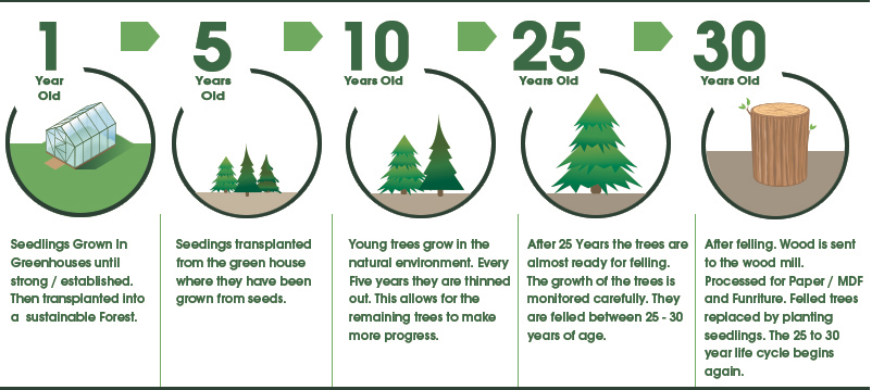 WHY WE NEED SUSTAINABLE FORESTS - Treated Poles