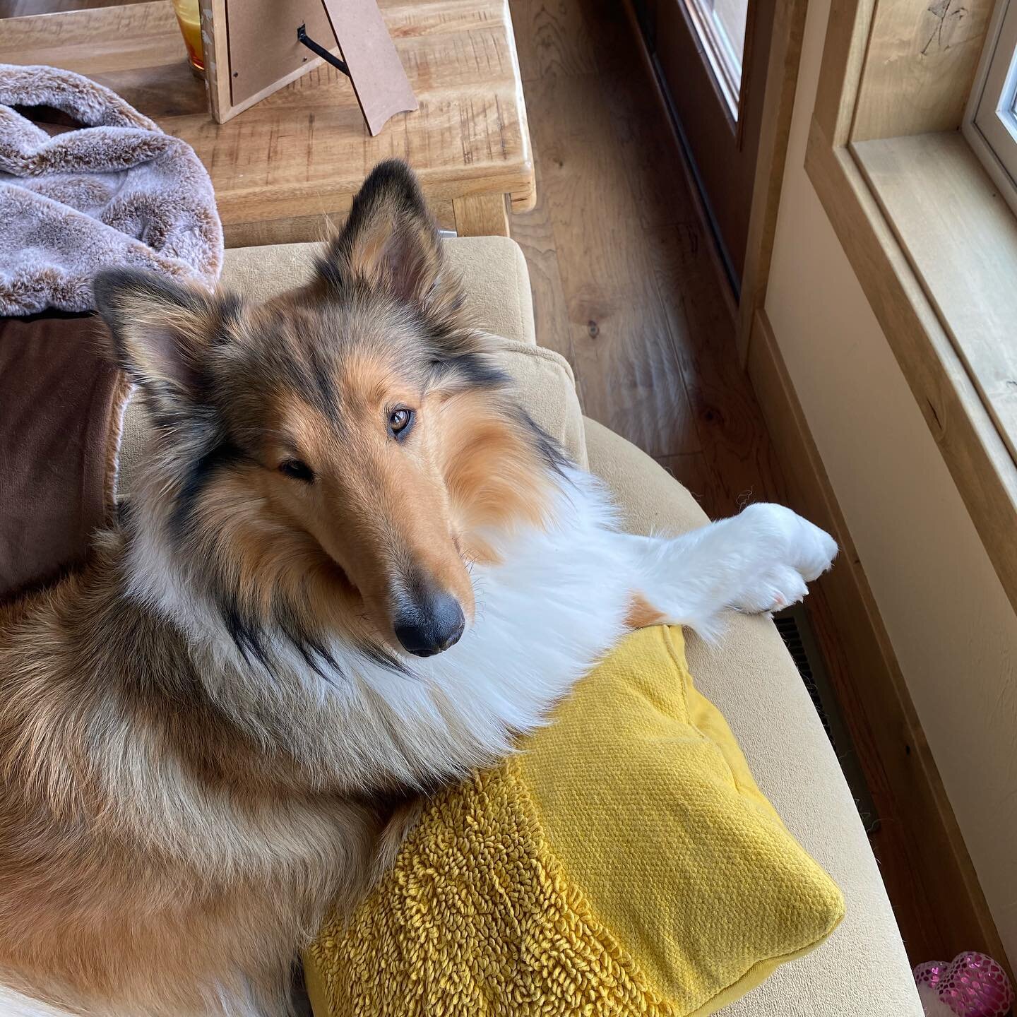 I&rsquo;m such a princess. 👑 (scroll to last photo!) 😊😂🥰👑🐾
.
.
⠀
#dogsofinstagram #dogsofig #dogstagram #roughcollies #roughcolliesofinstagram #akc #akcregistered #akcroughcollies #colliesofinstagram #colliesofig #puppy #puppiesofinstagram #blu