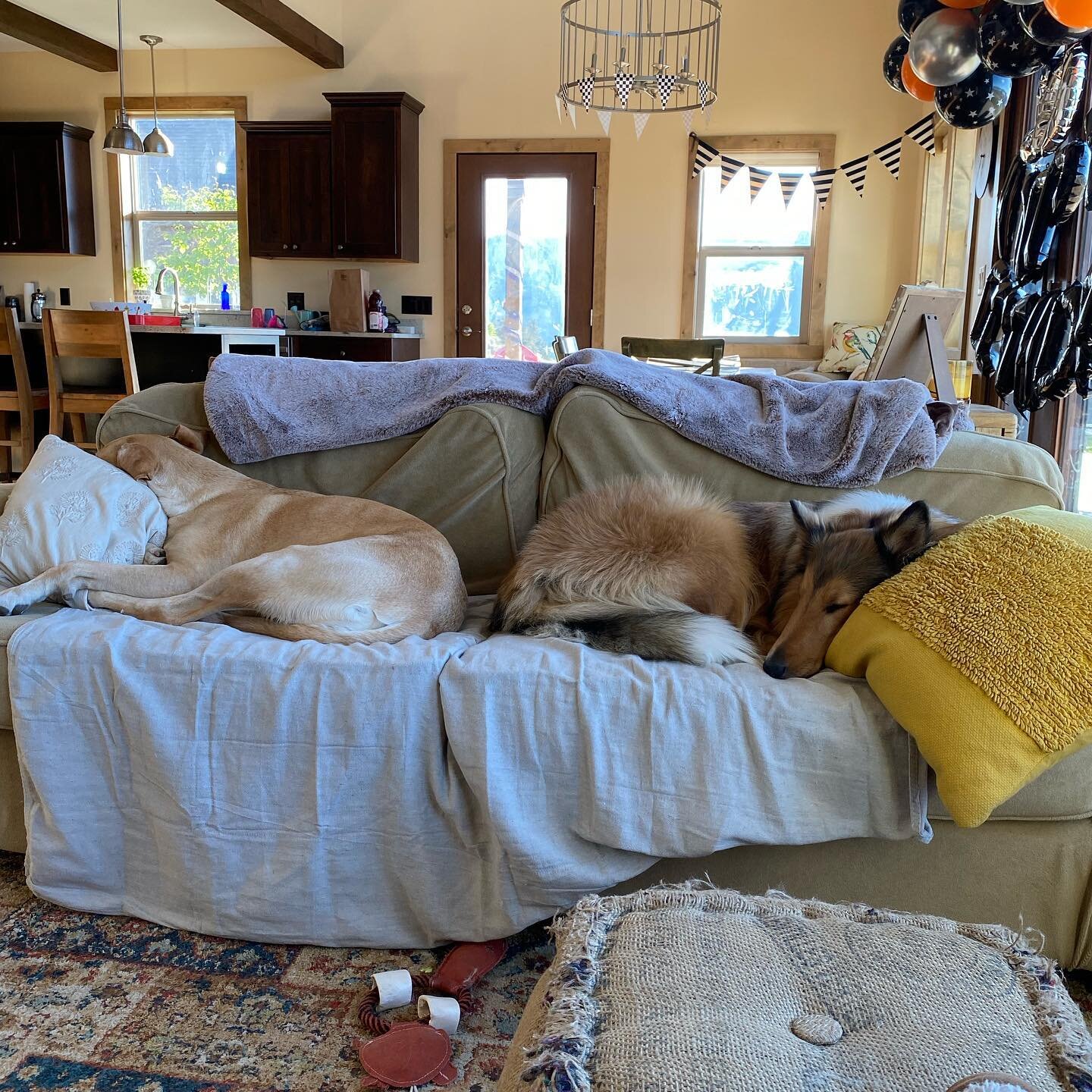 Big bday party for one of these puppies&rsquo; dad. They are both exhausted! So much fun!🥳😍🐕👑🐾
