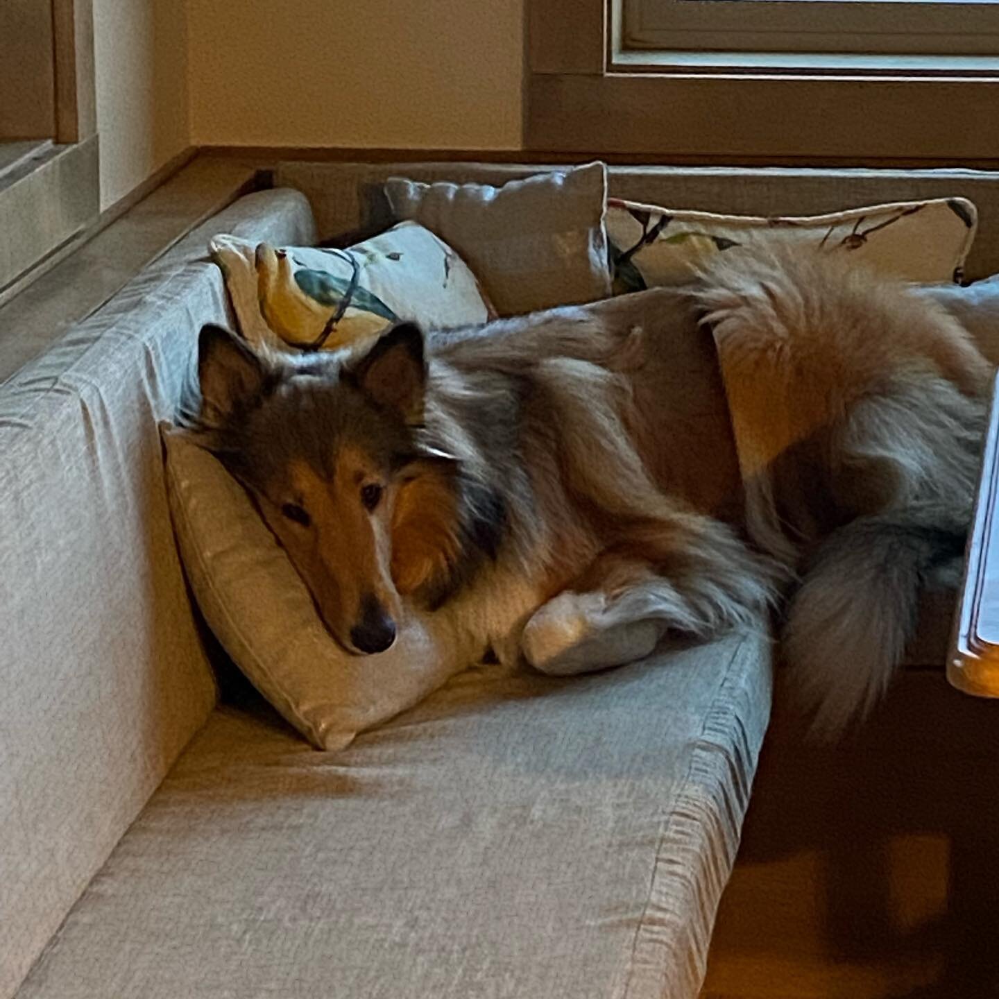 Good night, all. Sweet dreams.🥱😴😍👑🐾 
.
.
⠀
#dogsofinstagram #dogsofig #dogstagram #roughcollies #roughcolliesofinstagram #akc #akcregistered #akcroughcollies #colliesofinstagram #colliesofig #puppy #puppiesofinstagram #bluebirdperch #bluebirdper