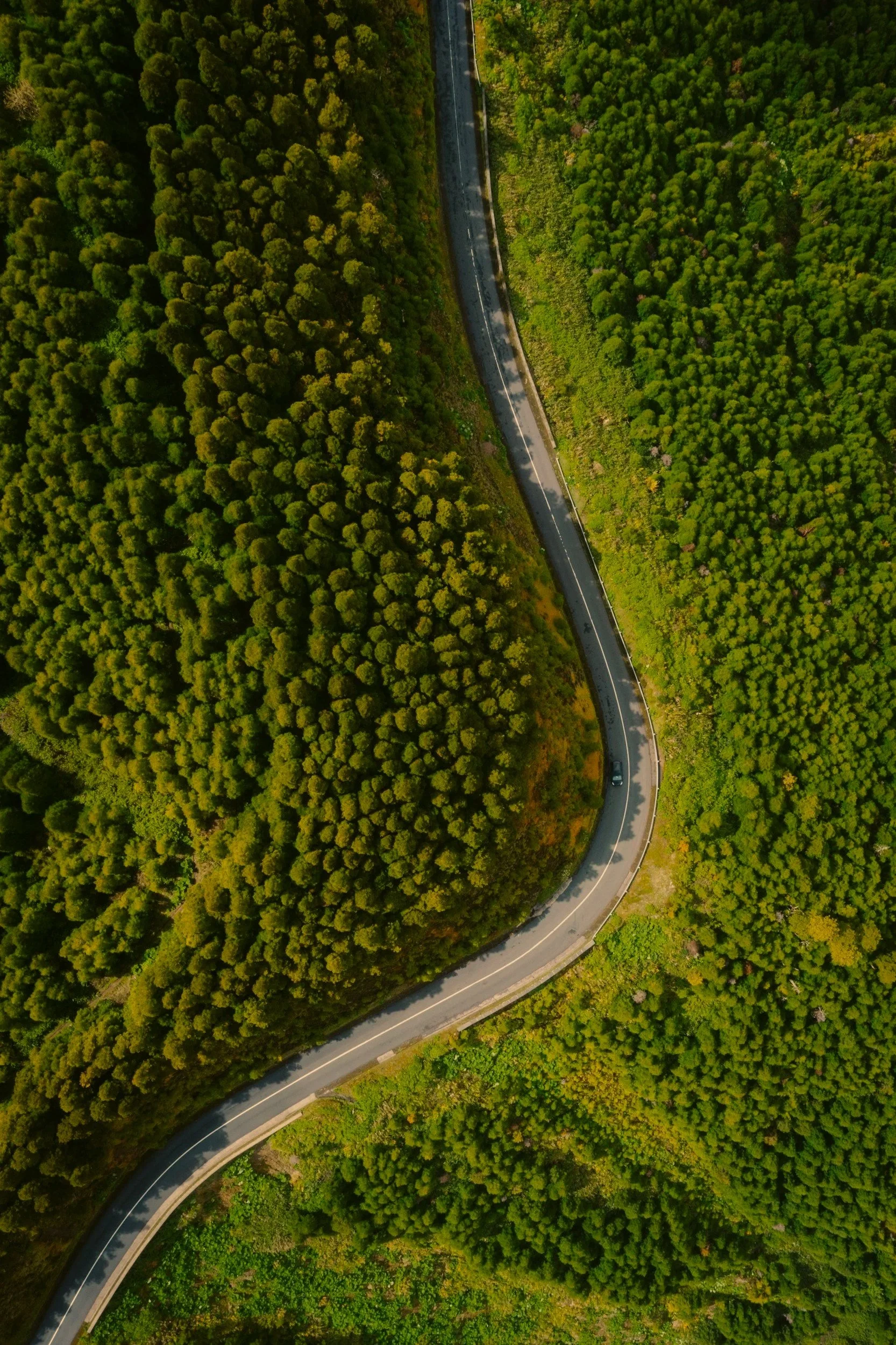 An aerial view of a winding road passing through a lush, green forest with trees on both sides.