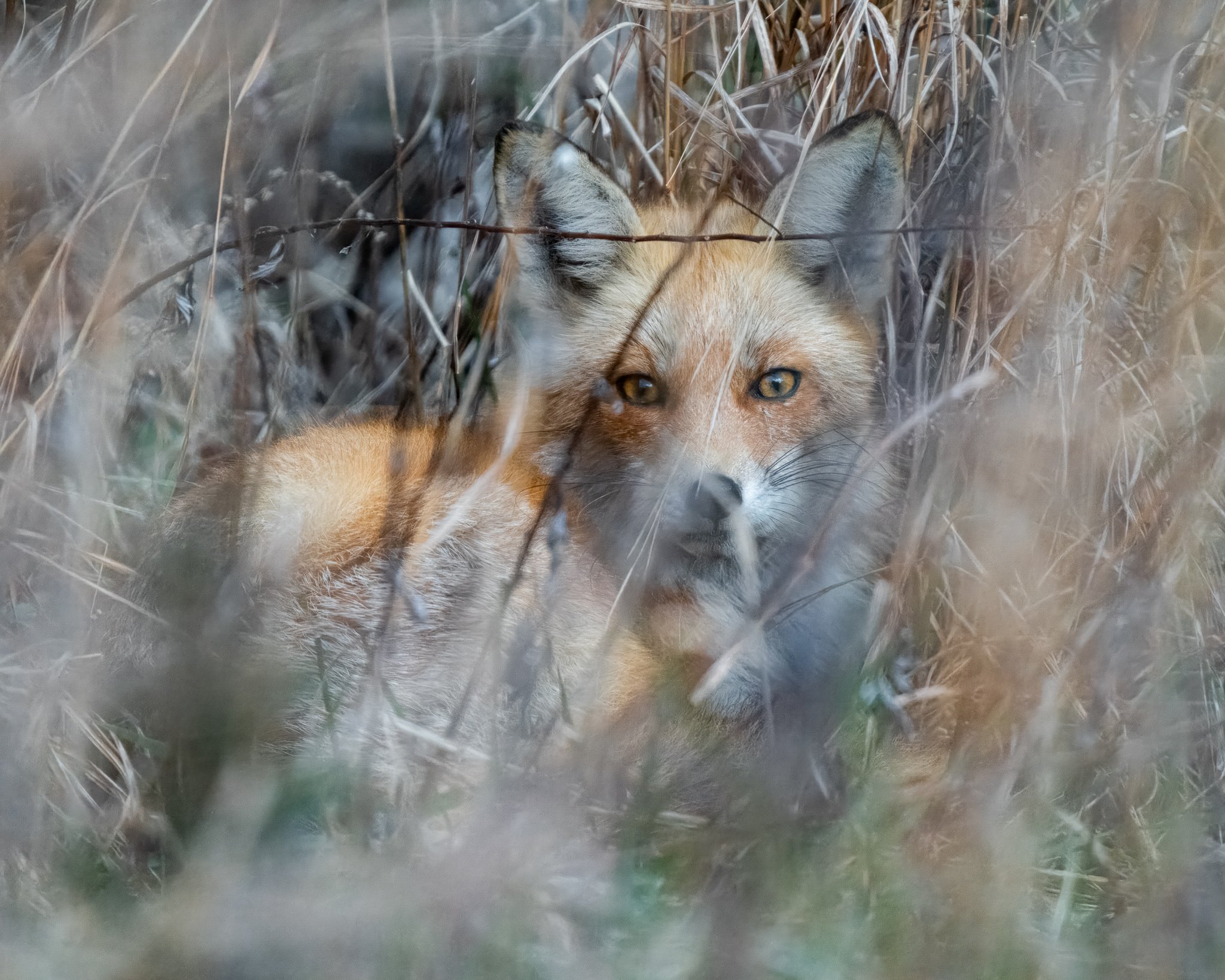 Very proud to learn that this red fox photo that I took earlier this year at Sandy Hook has won second place in the Trailside Nature and Science Center photo contest and will be featured in their 2025 calendar!  They are hosting the Wild Earth Fest t