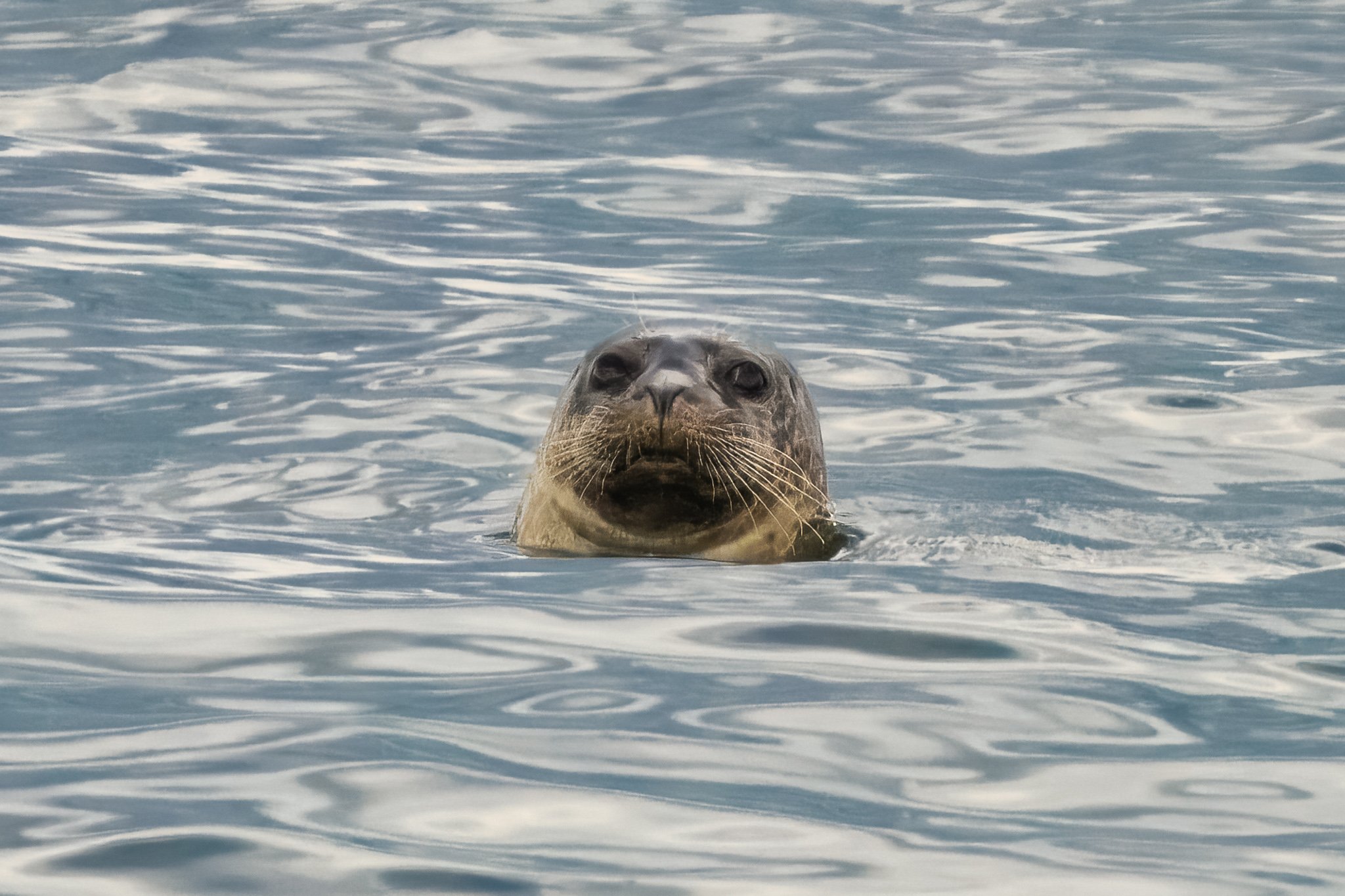 Of course, the whole reason I went to Sandy Hook in the first place back in March was to look for these guys.  Finally working on a couple of pictures of the seals we all love so much.

#sandyhook #seals #wildlife #NJSpots #WildNewJersey #discovernj 