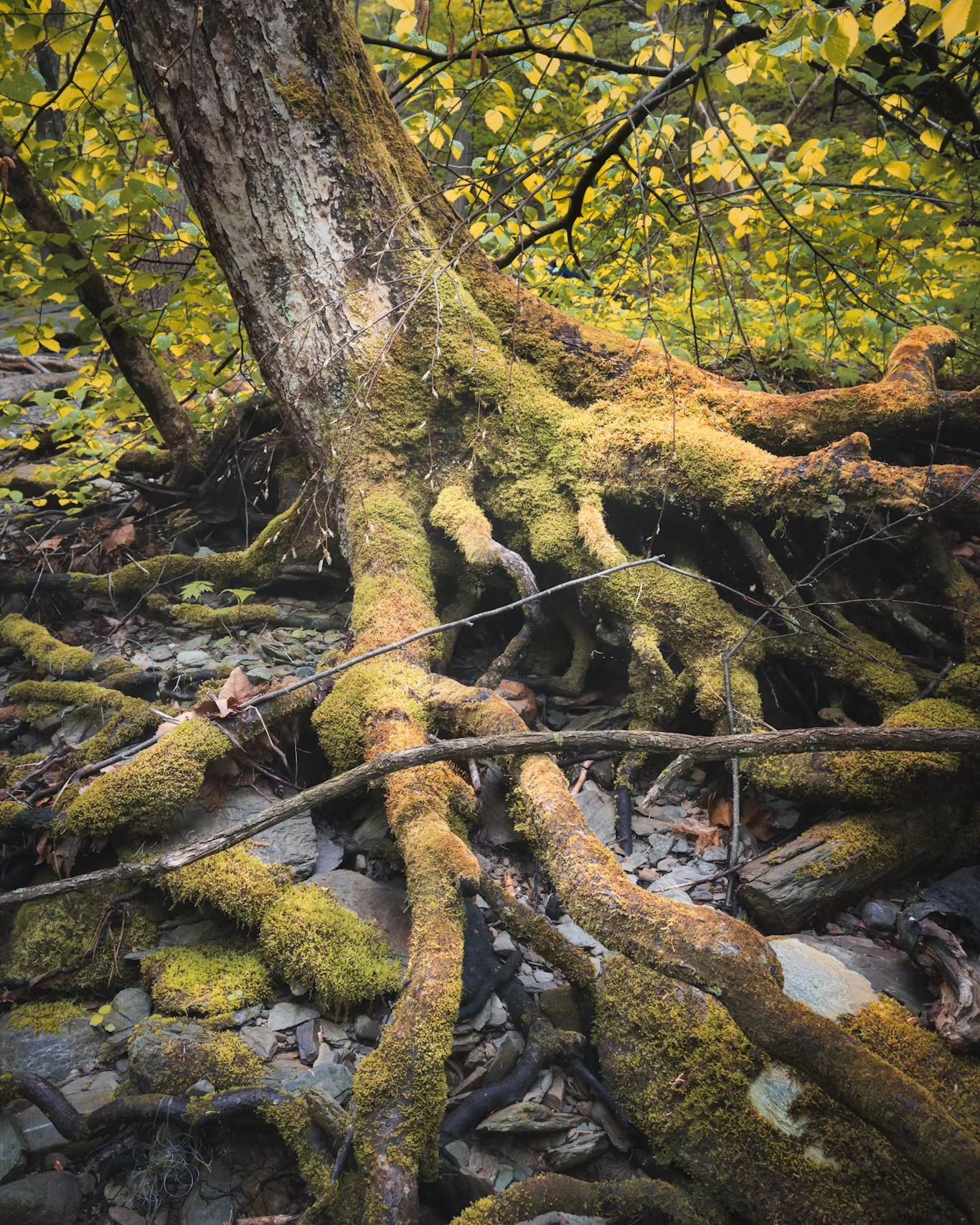 In the beginning of my days with a camera, I would spend a lot of time in the woods trying desperately to capture images of tree roots. I'm always fascinated by their structure, but I've never really been good at capturing them because I wasn't great