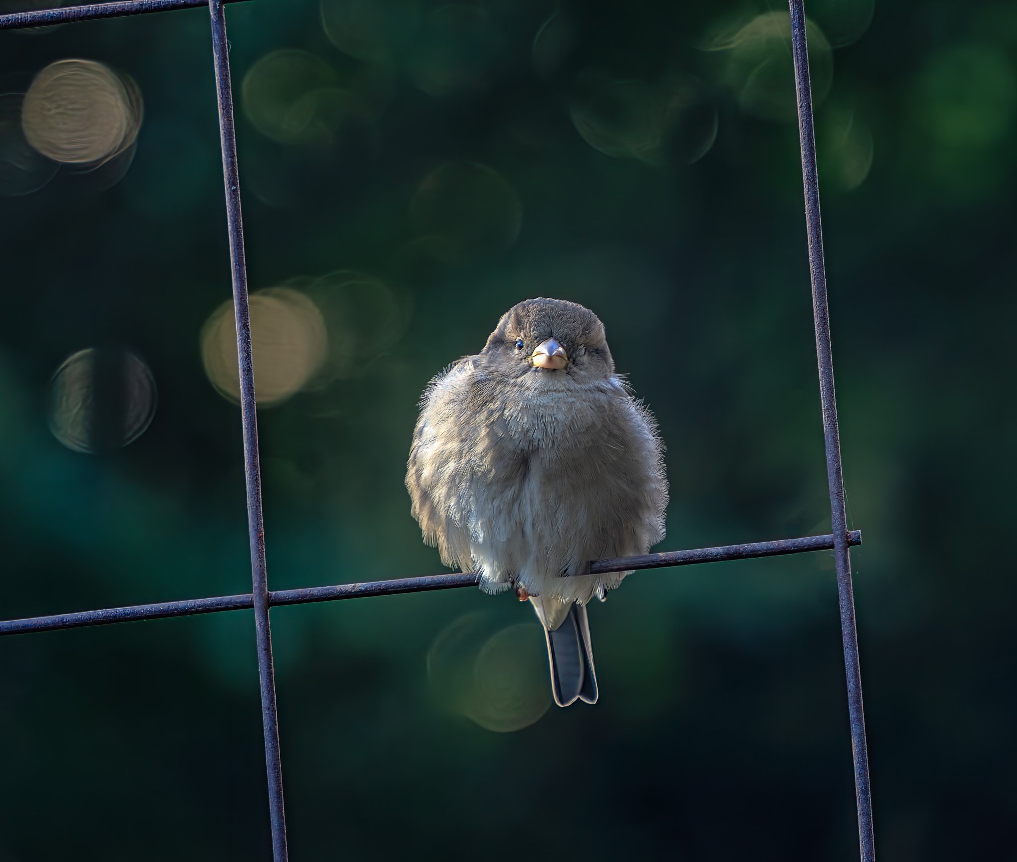 Look at this little guy.  Looks like he's winking at me.  He was just watching me from his perch in a pretty little park in Charlotte, NC.

#birding #sparrow #best_birds_of_ig #bestbirdshots #best_birds_photography #best_birds_of_world #your_buest_bi