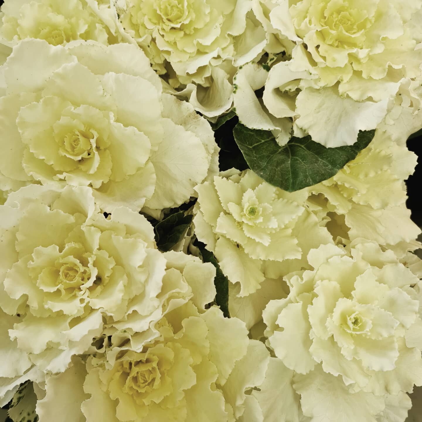 Perfection 🤍 Ornamental Kale at its most beautiful